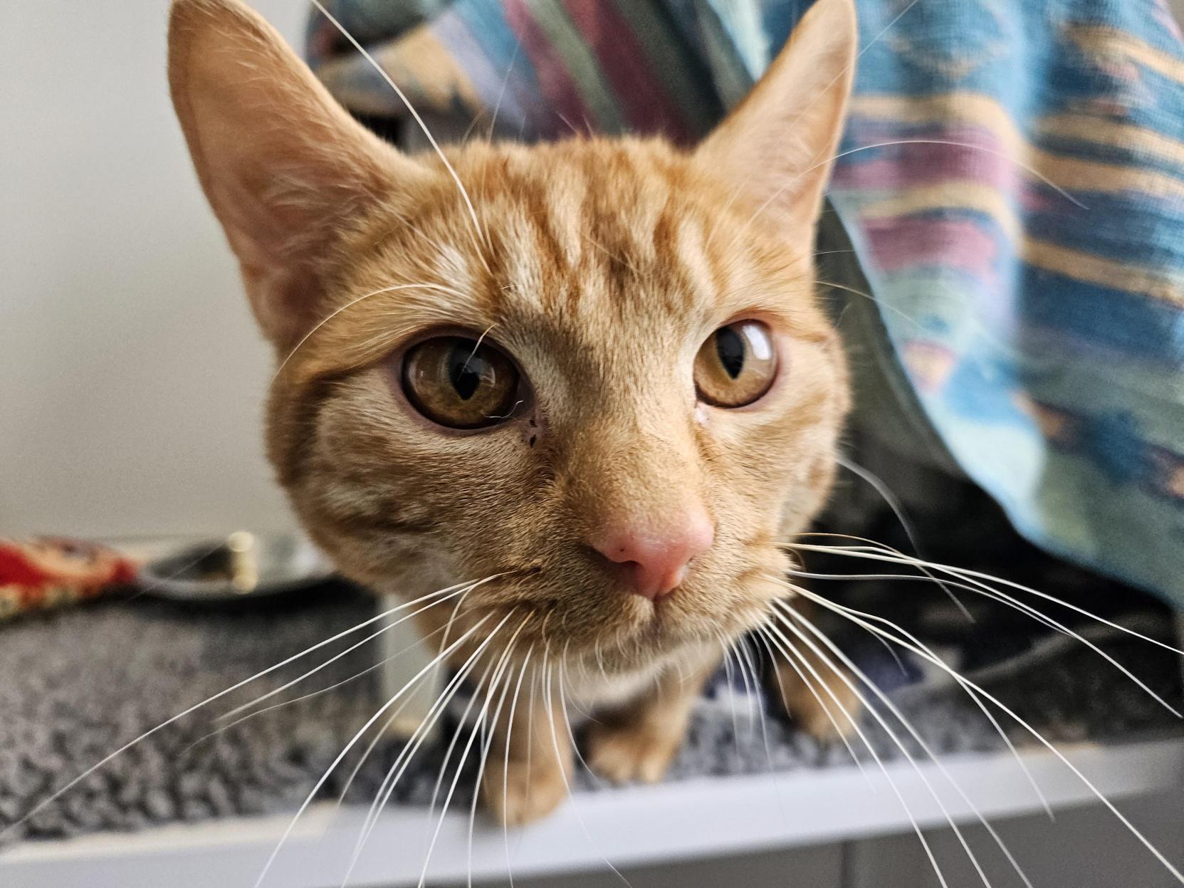 A close-up of a ginger tabby cat with striking yellow eyes and long white whiskers, standing on a grey surface, with a colourful striped fabric in the background.