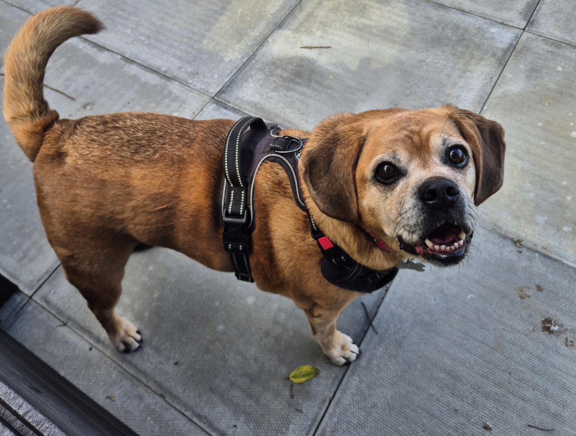A small brown Maddie puggle dog with a black harness stands on grey pavement, looking up with its mouth slightly open and tail curled up.