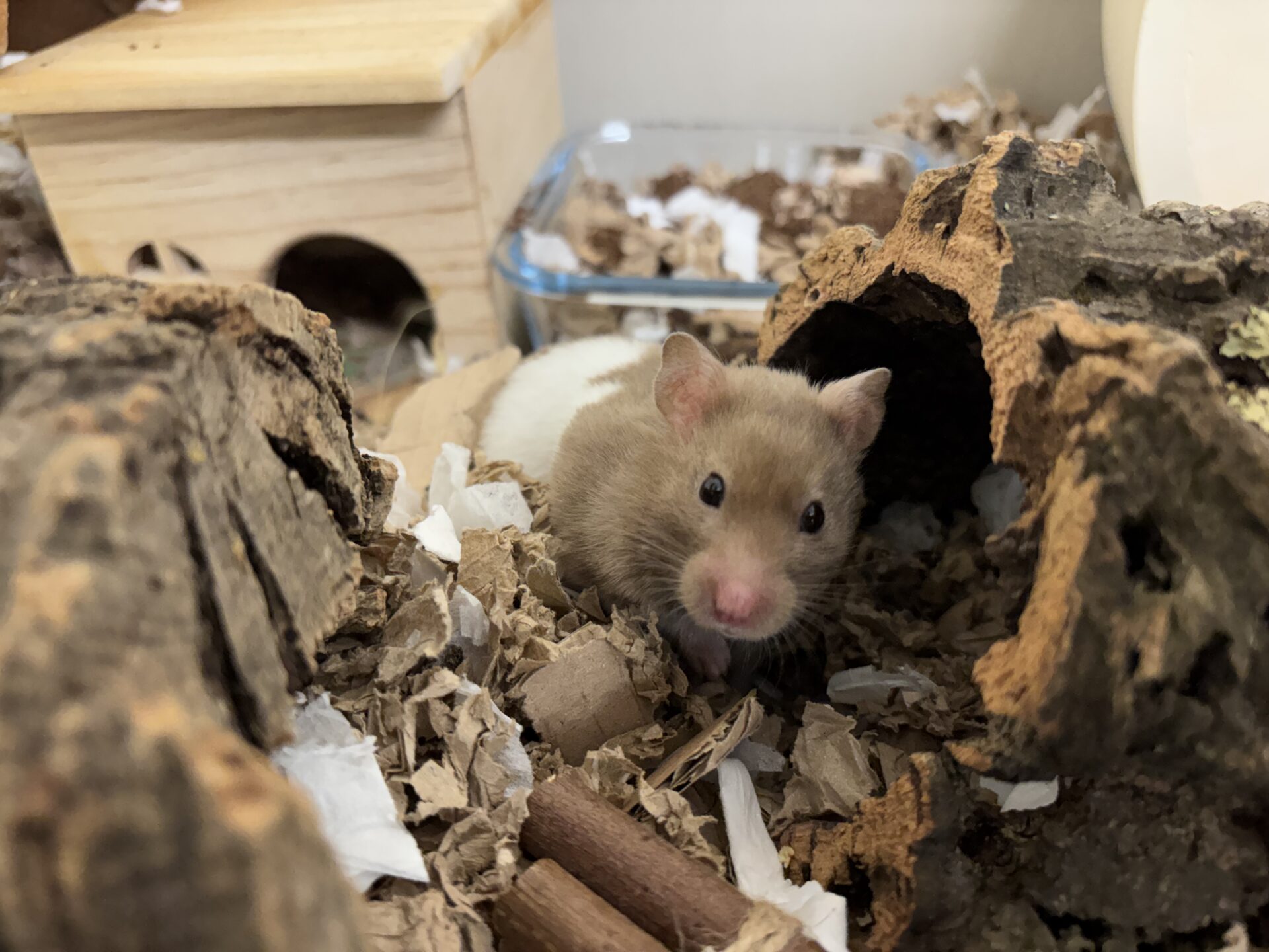 A brown and white hamster sits among shredded card/soft tissue bedding and wooden logs inside its cosy hamster habitat, with a small wooden house and a glass container visible in the background filled with different substrate.