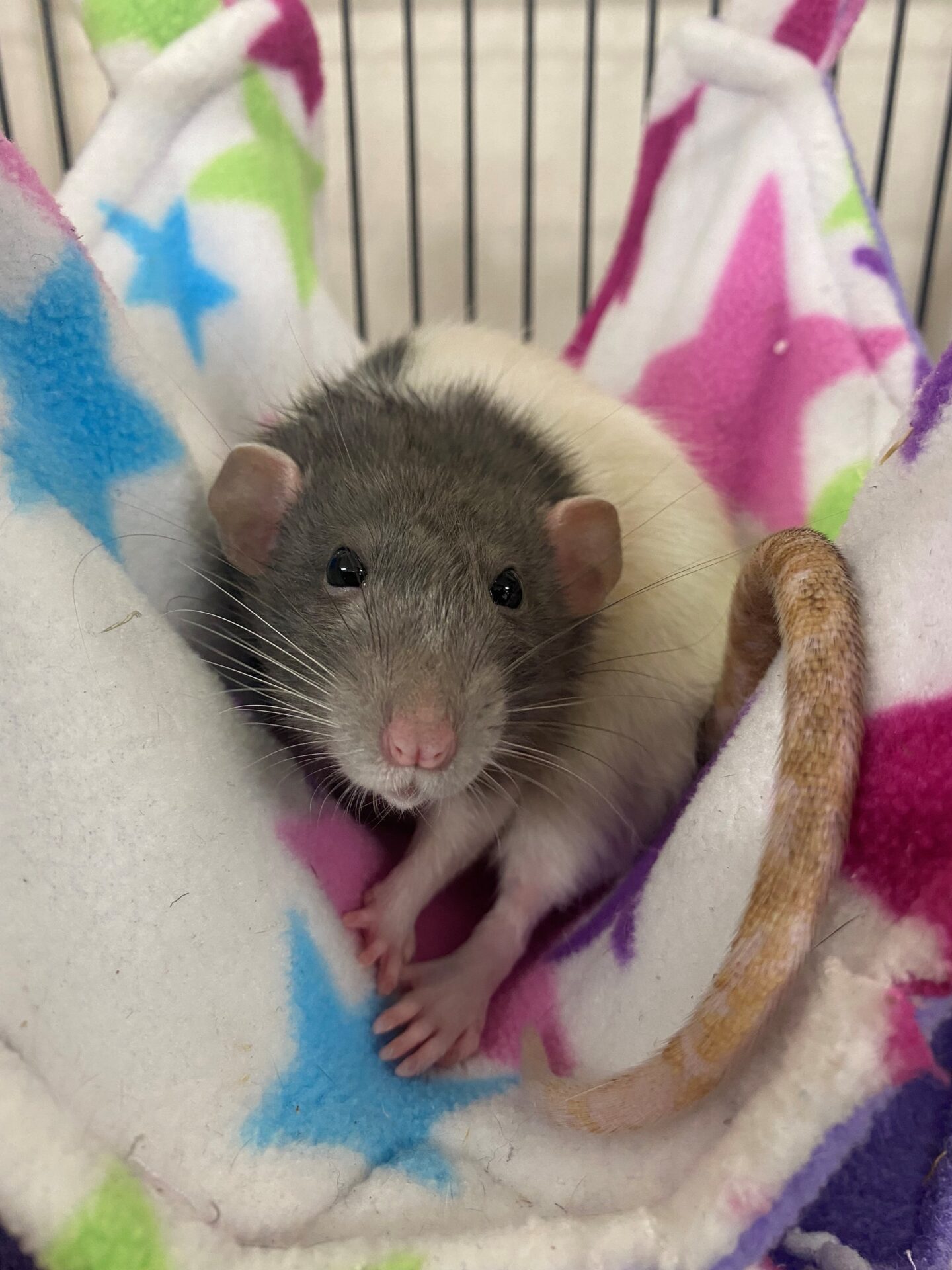 A grey and white rat sits on a colourful fleece hammock with star patterns, inside a cage. The rat looks up with its front paws tucked close and its tail curled around its body.