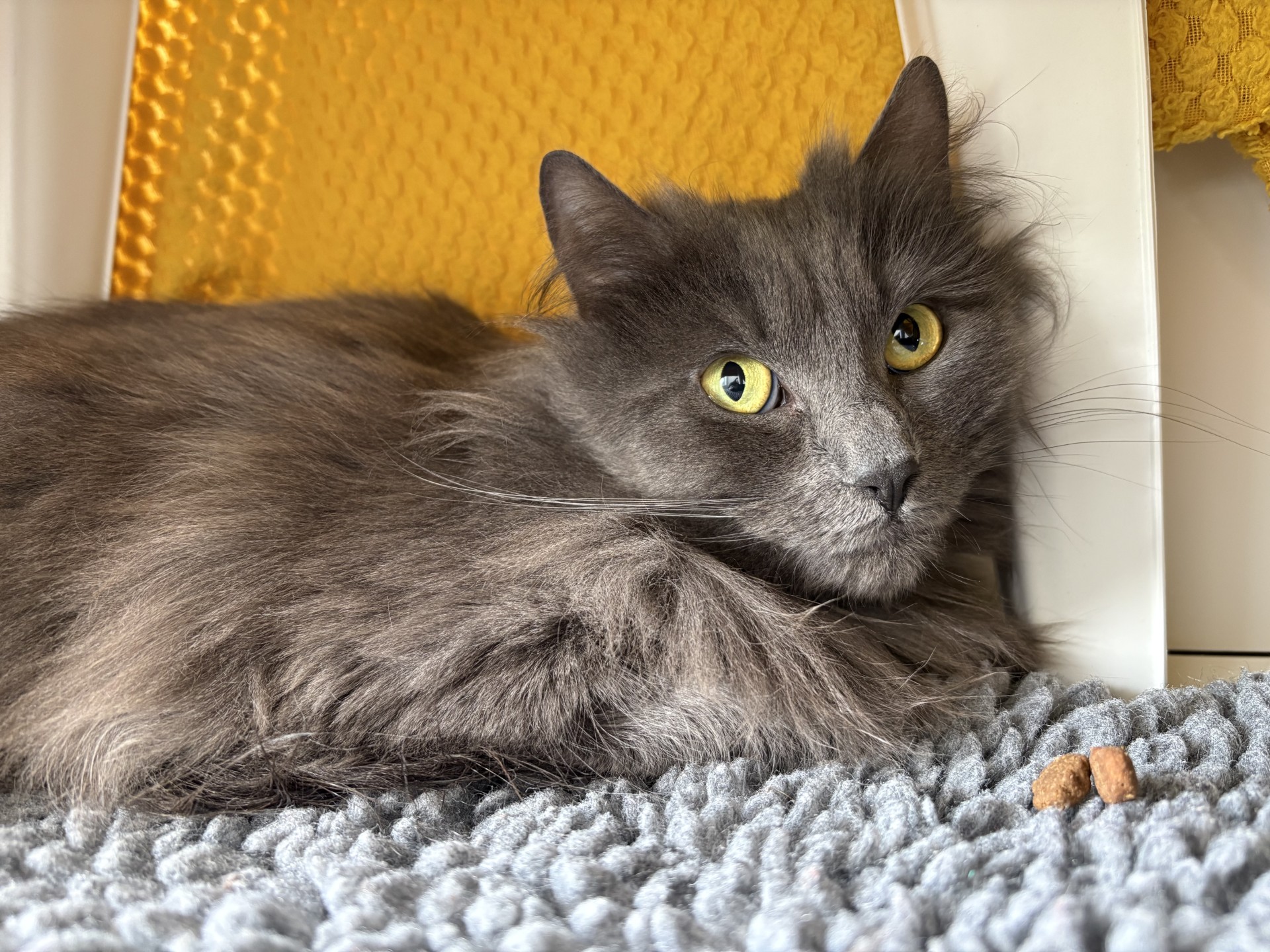A fluffy grey cat with yellow eyes lies on a textured grey rug near a couple of brown kibble pieces, with a yellow knitted fabric in the background.
