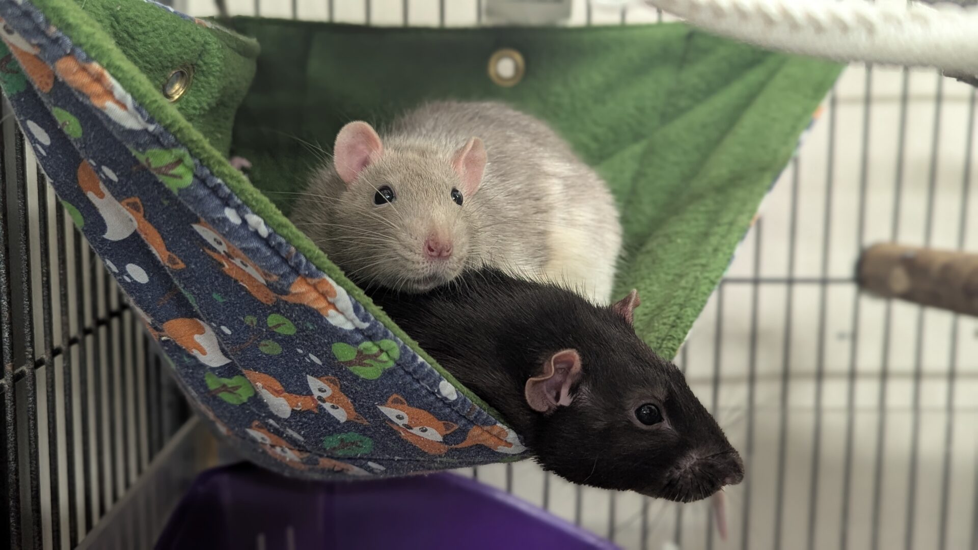Two pet rats, one light grey and one black, rest together on a green and blue fox-decorated hammock inside a cage. The light grey rat is cosily nestled on top of the other rat.