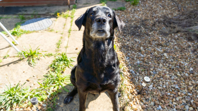 A black dog with some grey on its face sits on a garden path, looking up towards the camera. Nearby, green plants and gravel surround a patch of sunlight.