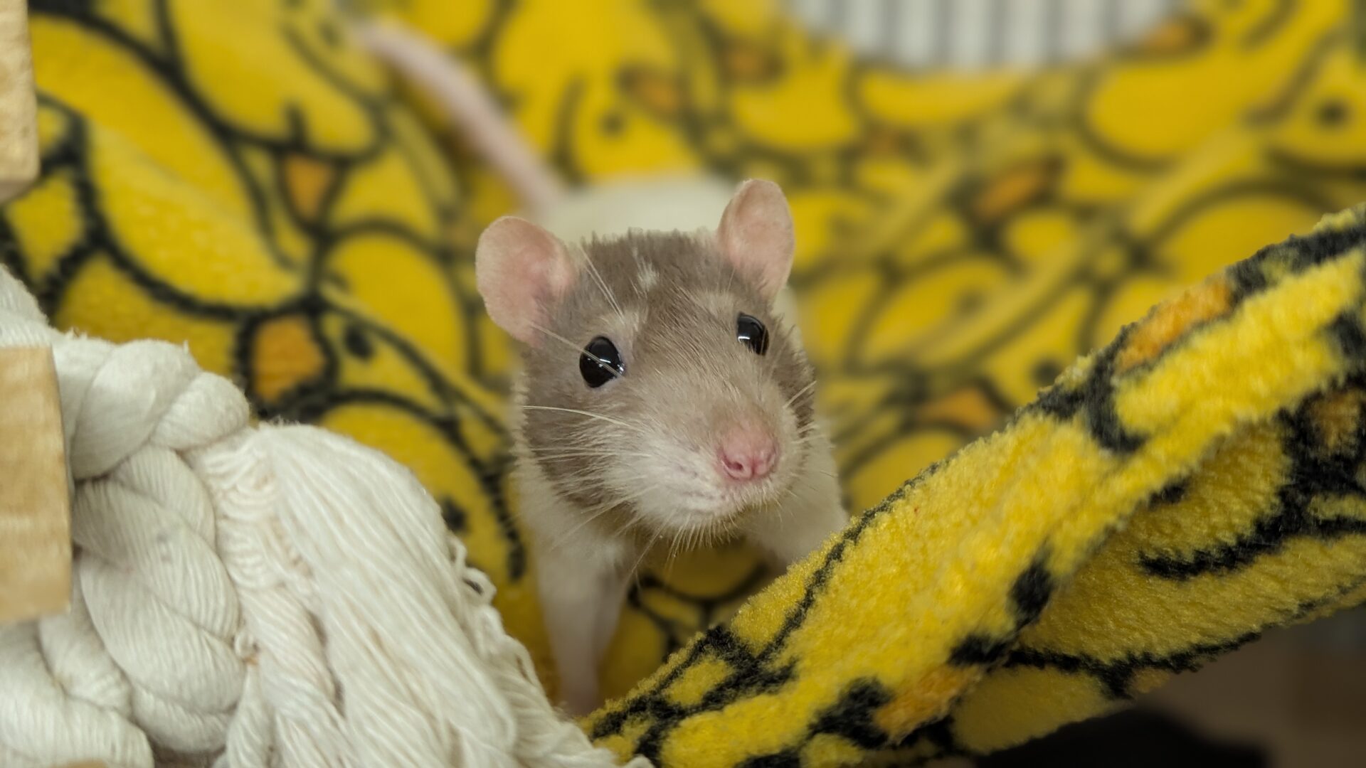 A grey and white rat with pink ears and nose sits on a yellow blanket with black patterns, looking directly at the camera. There is also a white rope visible on the left side.