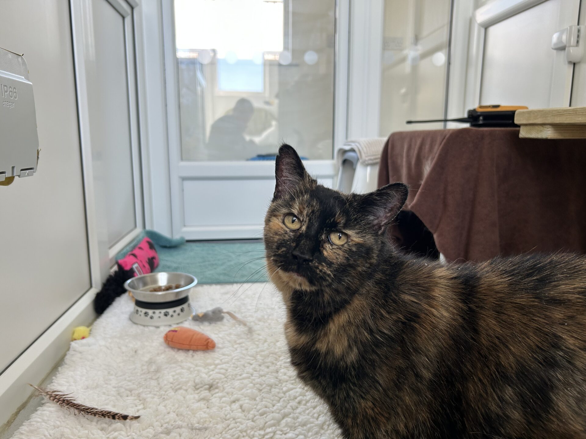 A tortoiseshell cat sits on a white fluffy mat in a bright room with toys, a food bowl, and a scratching post nearby. A person is blurred in the background behind a glass door.