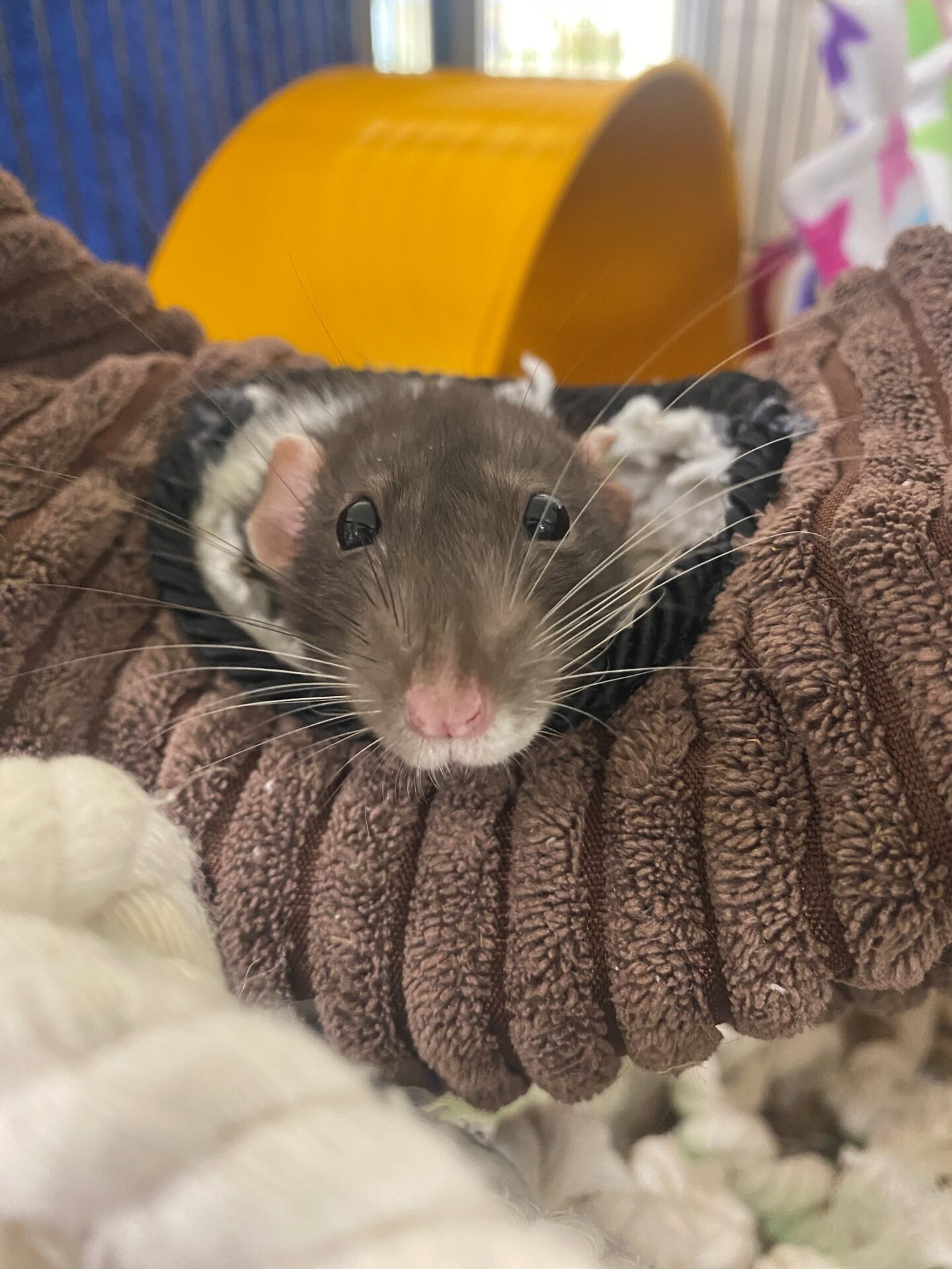 A brown and white rat with a pink nose looks directly at the camera while sitting on a soft, textured brown hammock in a cosy pet enclosure. A yellow exercise wheel and colourful cage accessories are visible in the background.