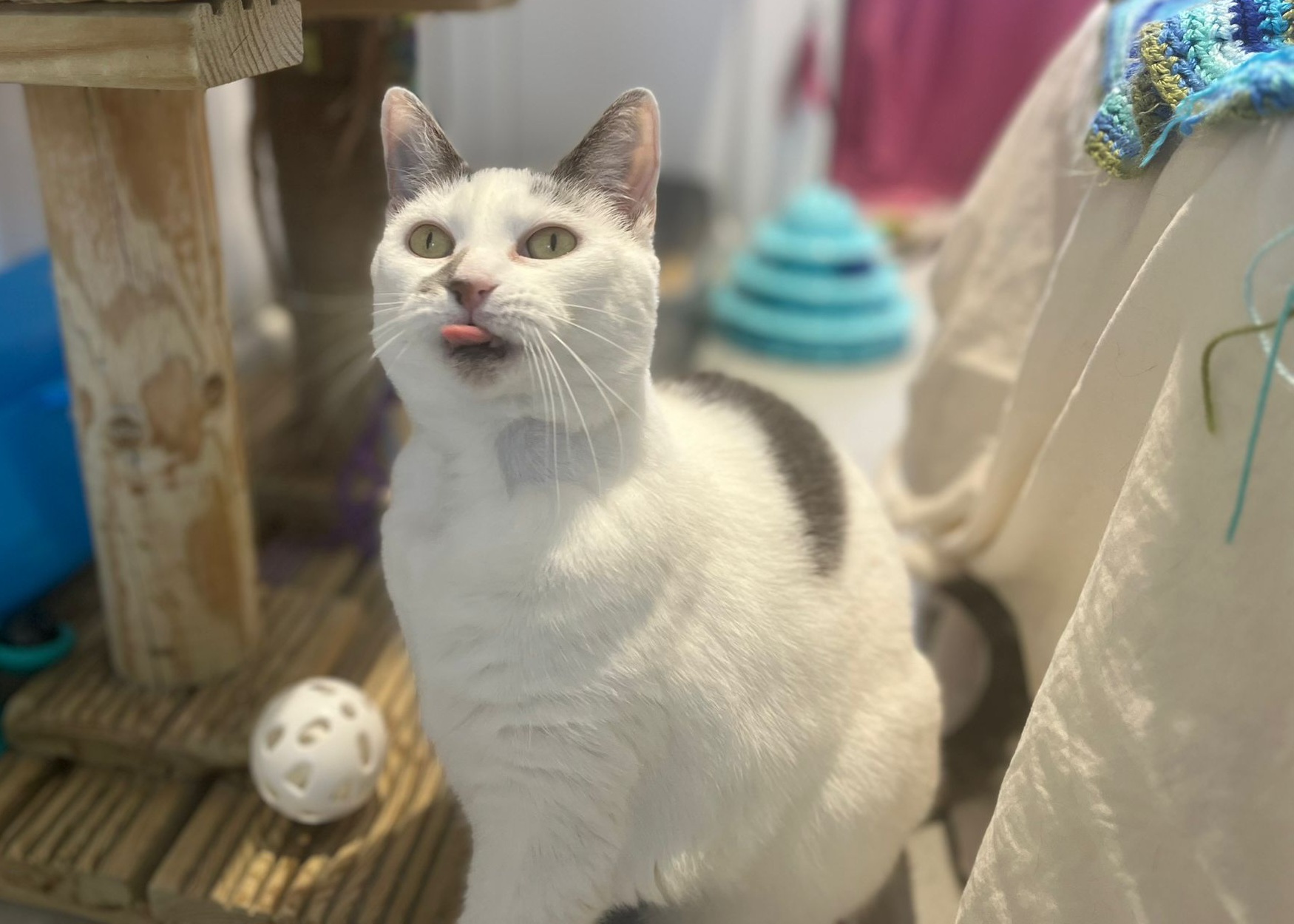 A white cat with grey markings sits indoors, looking up with its tongue sticking out. Nearby are a white plastic ball, a wooden cat tree, and a blue circular toy in the background.