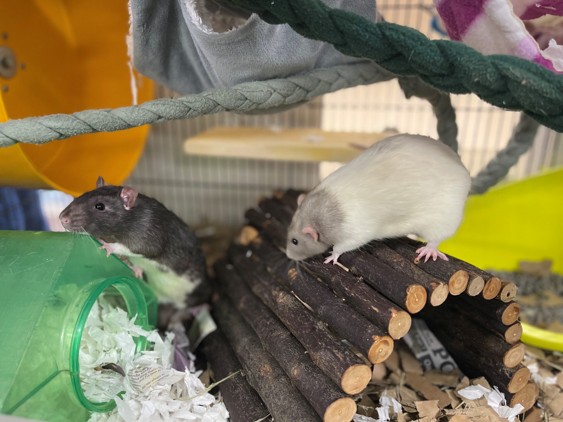 Two pet rats in a cage; one black and white and grey. Black rat climbs a green plastic tube, while the white and grey rat stands on a bridge made of wooden sticks.