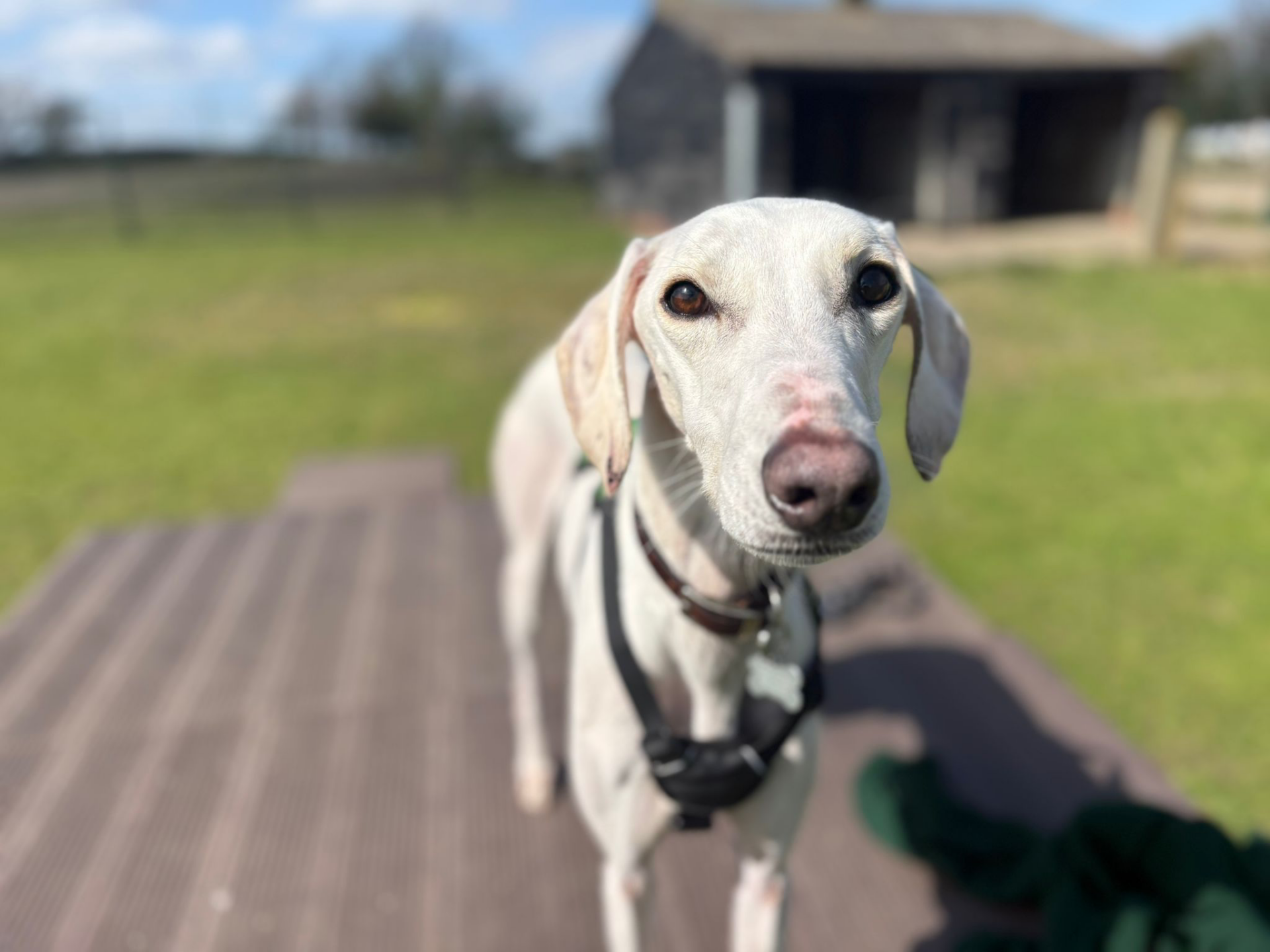 A white Lurcher with a harness stands on a wooden decking outside, looking at the camera. There's green grass and a wooden shed in the blurred background under a blue sky.