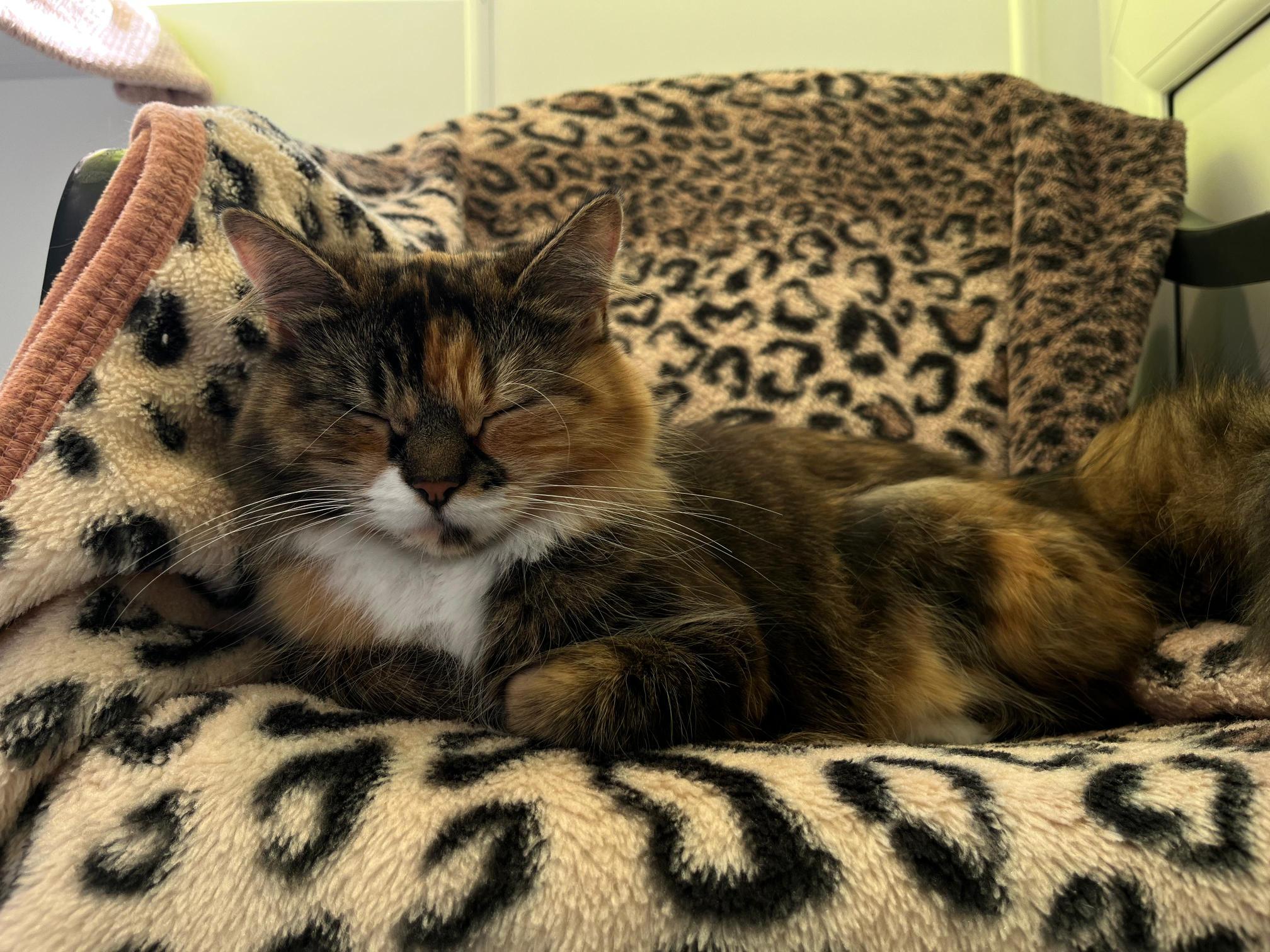 A fluffy calico cat is sleeping on a chair covered with animal print blankets, looking cosy and content with its eyes closed.