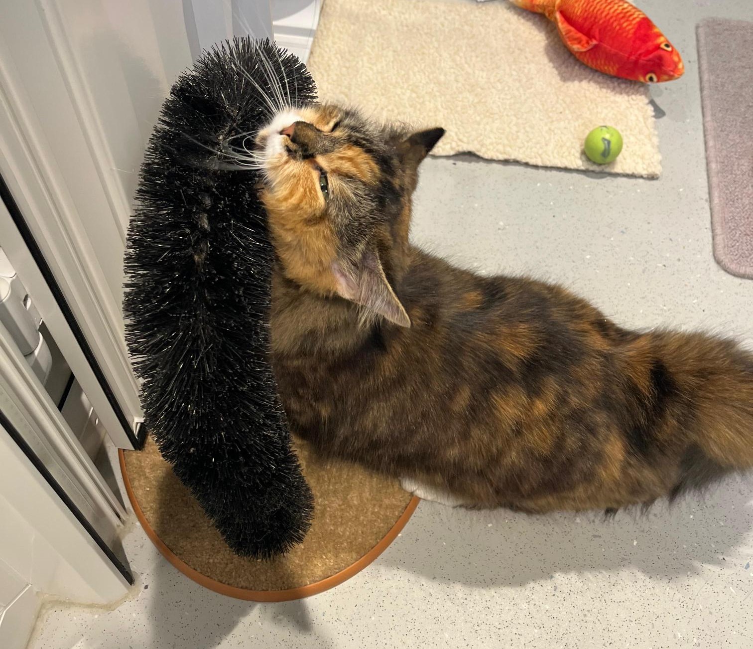 A fluffy, brown and orange tabby cat is rubbing its face against a vertical black bristle brush attached to a circular base. Nearby are a toy fish and a green ball on a light-coloured floor.