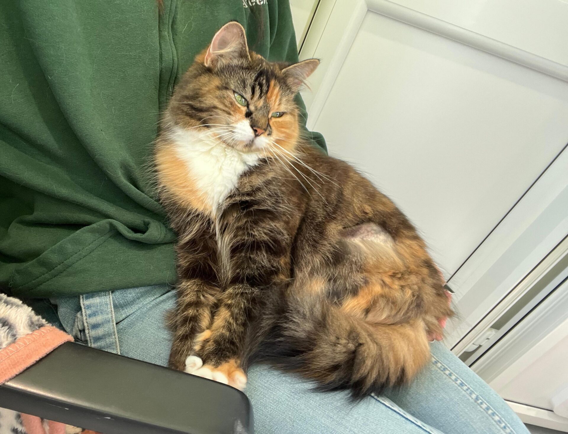 A fluffy calico cat with a shaved patch on its side sits contentedly on a person’s lap. The person is wearing blue jeans and a green jumper, and they are seated on a black chair.