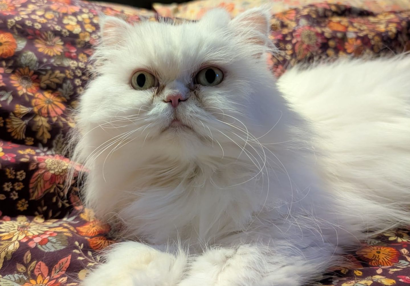 A fluffy white cat with large green eyes lies on a patterned floral blanket, looking directly at the camera with a calm expression.