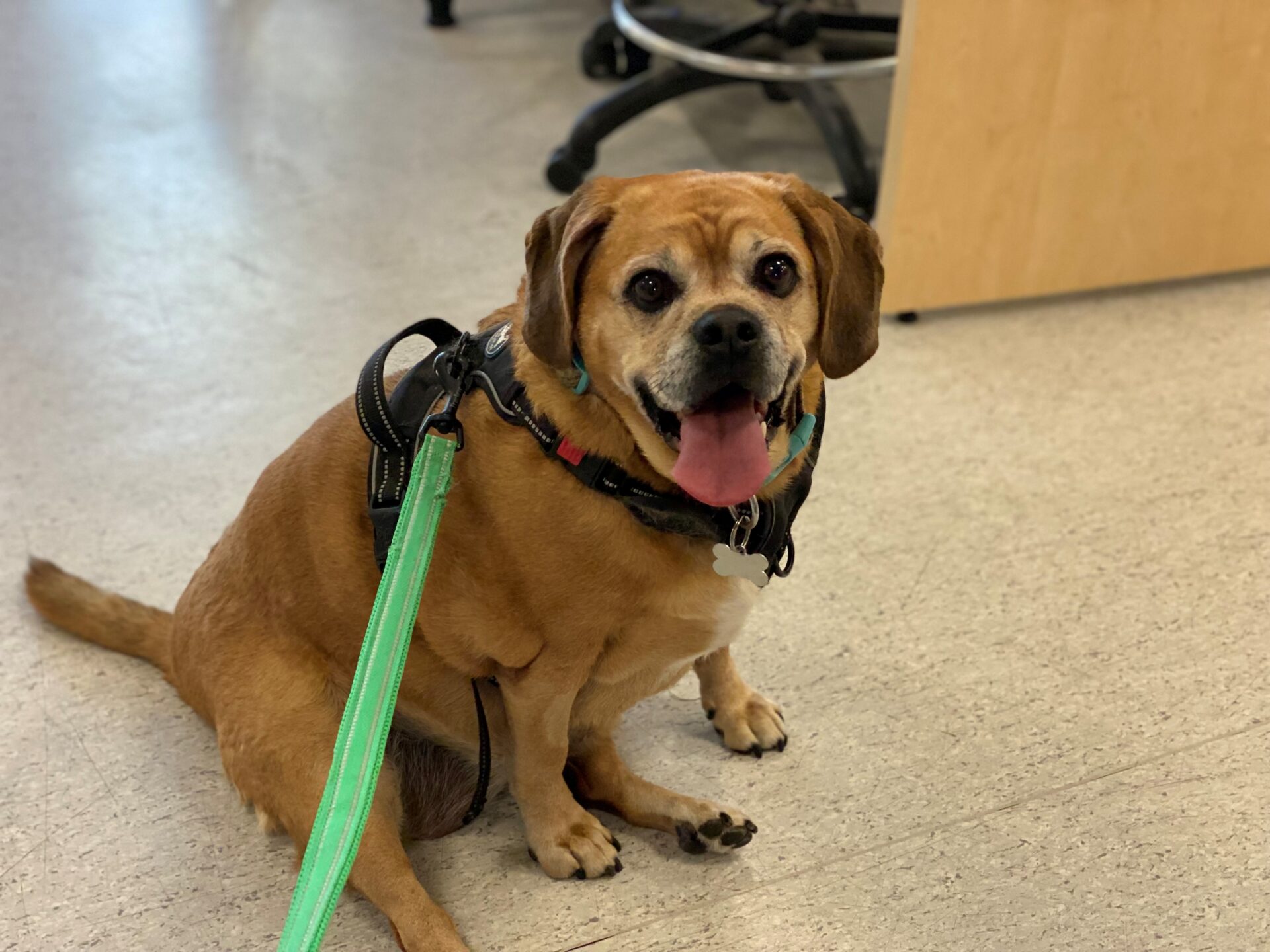 A brown dog with a black harness and green lead sits indoors on a light-coloured floor, looking up with its tongue out and mouth open, appearing happy. Office chairs and a desk are in the background.