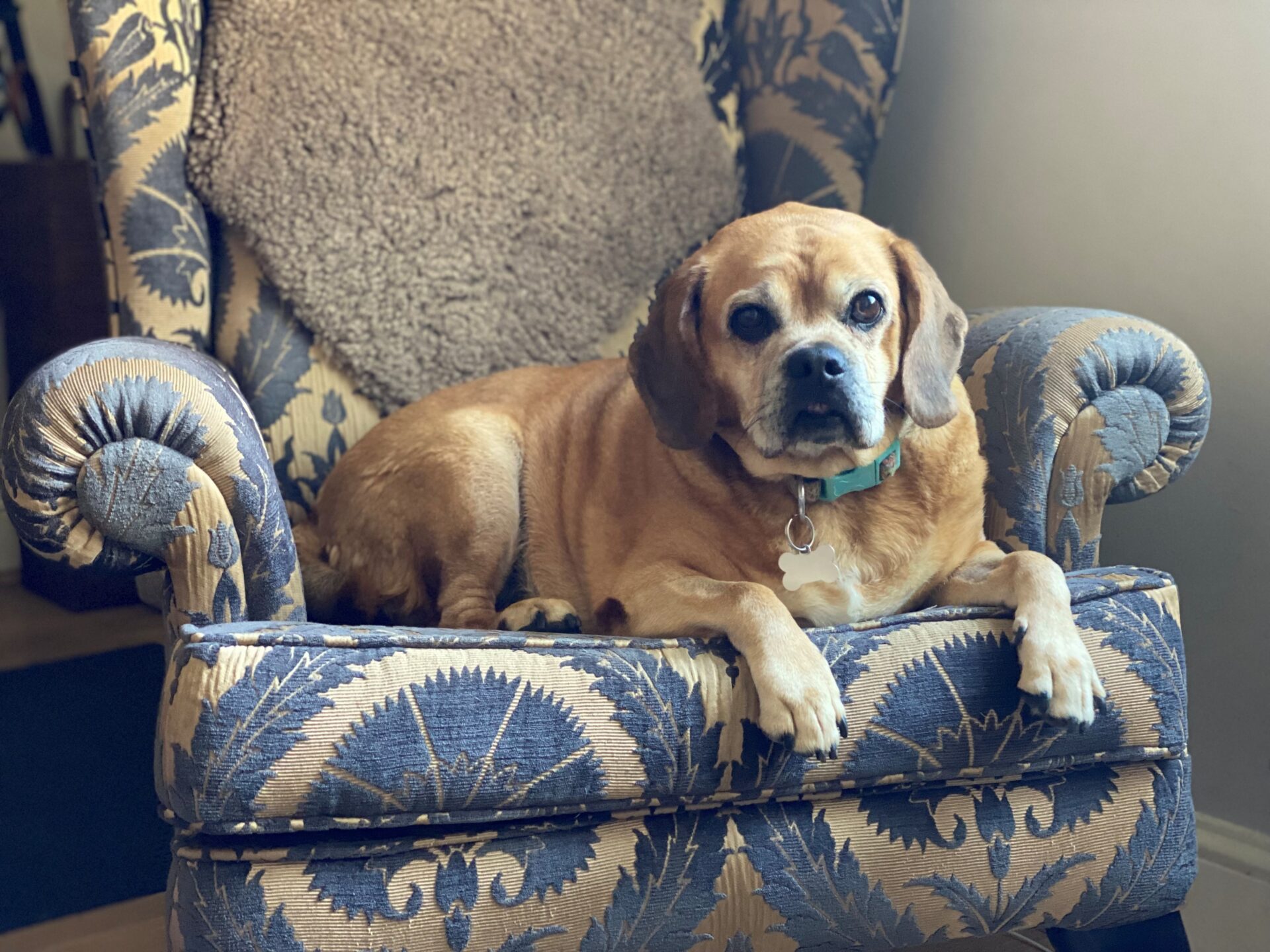 A small brown beagle cross with a curled tail lies on a blue and beige patterned armchair, looking at the camera. A fuzzy brown blanket is draped over the back of the chair.