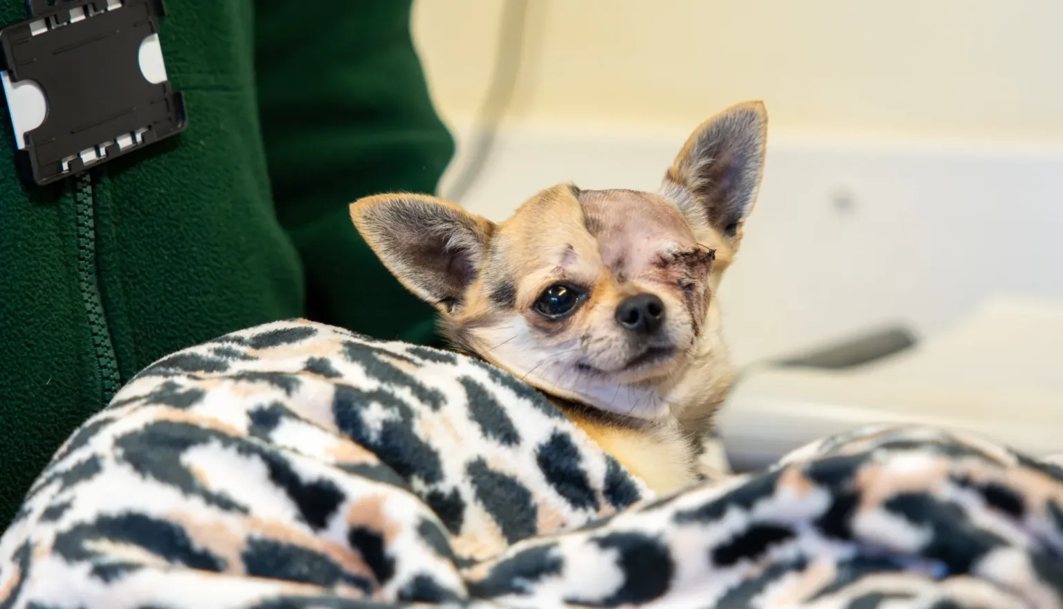 A small chihuahua with one eye covered in a leopard print blanket, sitting next to a person wearing a green fleece.