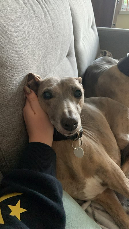 A greyhound with a light brown coat lies on a sofa, its head gently cradled by a person's hand. The dog looks relaxed, wearing a black collar with a round tag. Another dog is partially visible in the background.