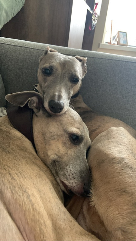 Two greyhounds are cuddling on a sofa. One dog rests its head gently on top of the other's head, both with relaxed expressions. The background shows part of a home interior with sunlight coming through a window.