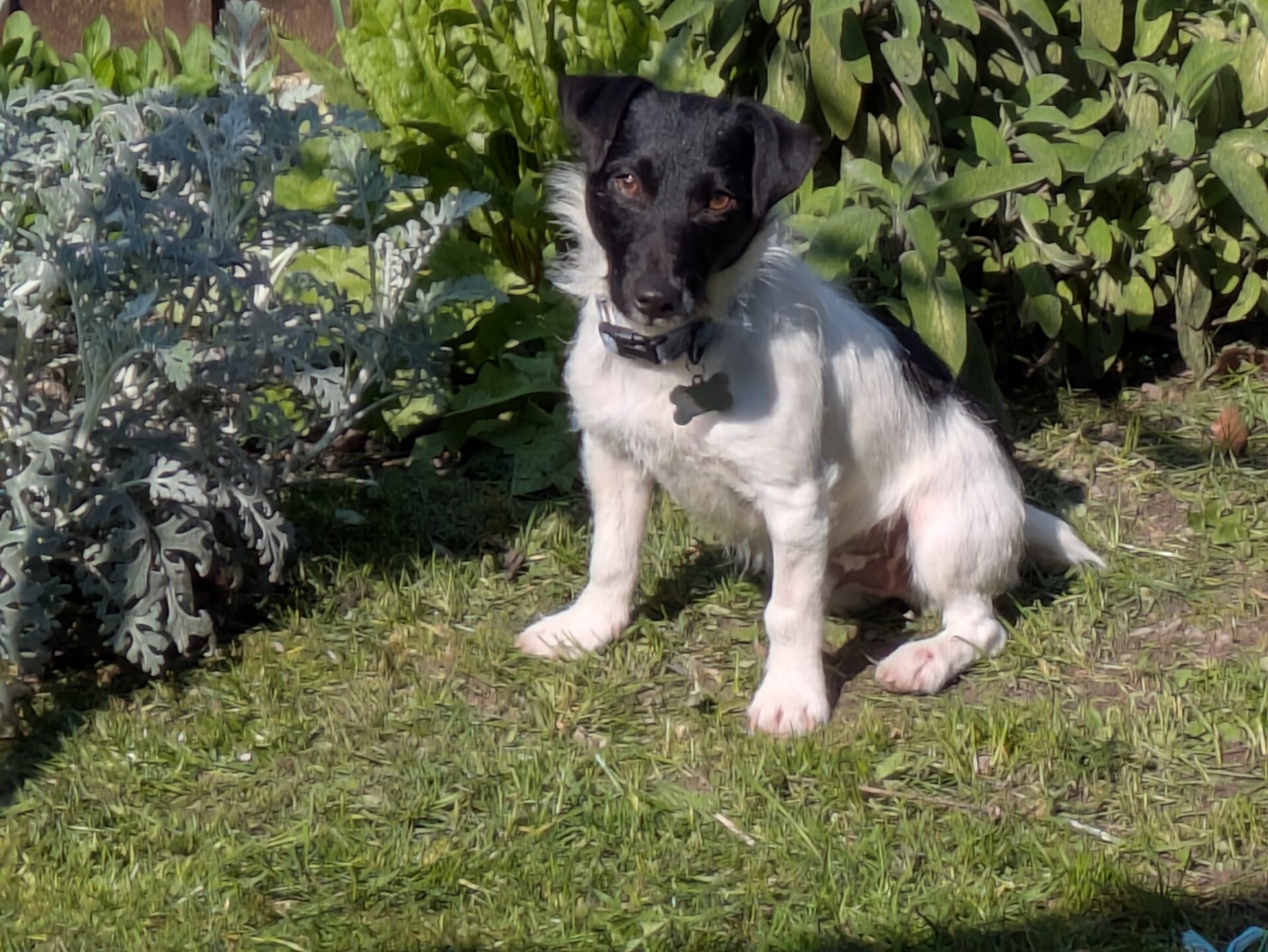 A small black and white terrier dog with a collar sits on green grass in a sunlit garden, surrounded by leafy plants.