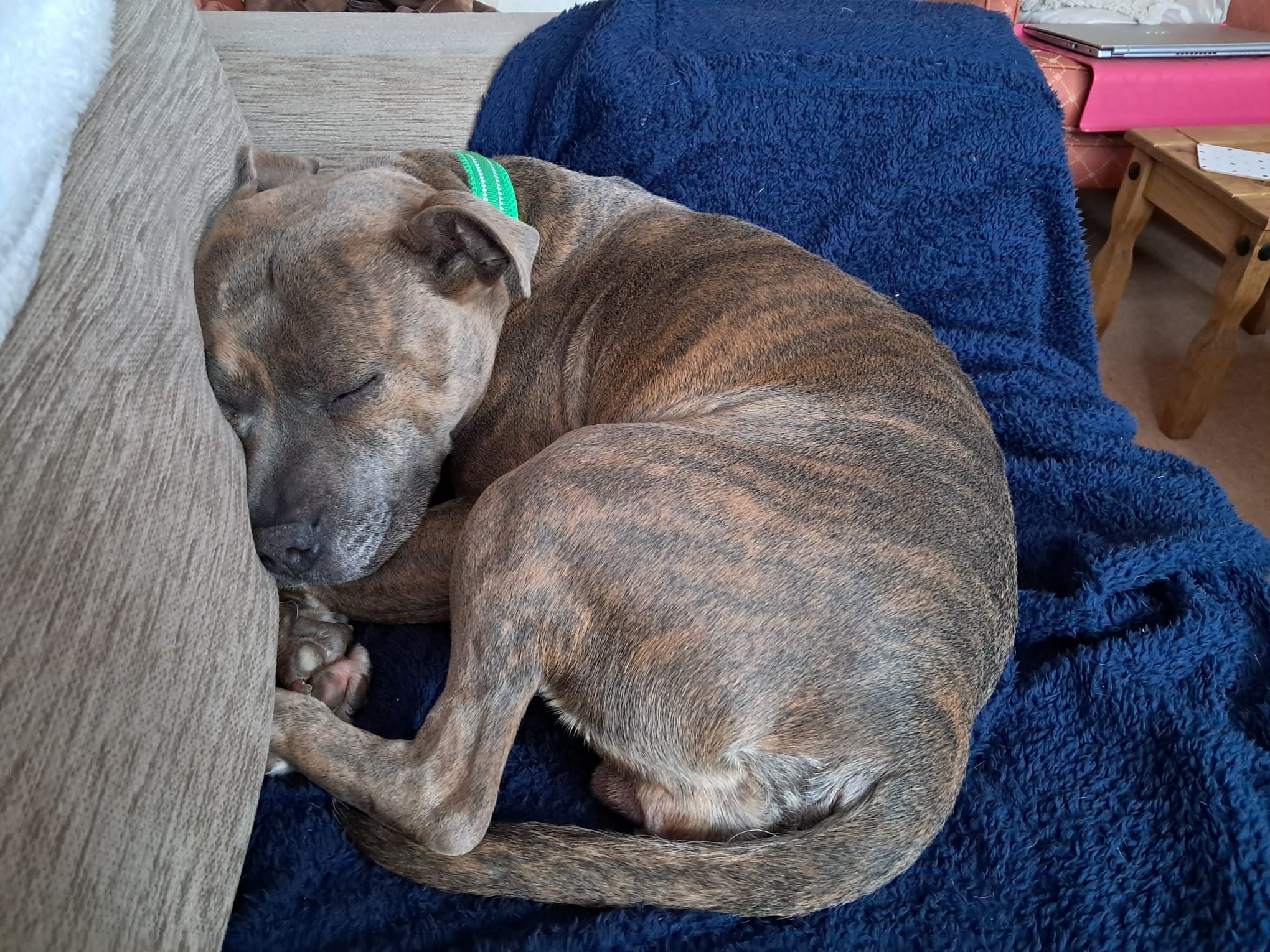 A brindle dog with a green collar is curled up and sleeping on a blue blanket on a sofa.