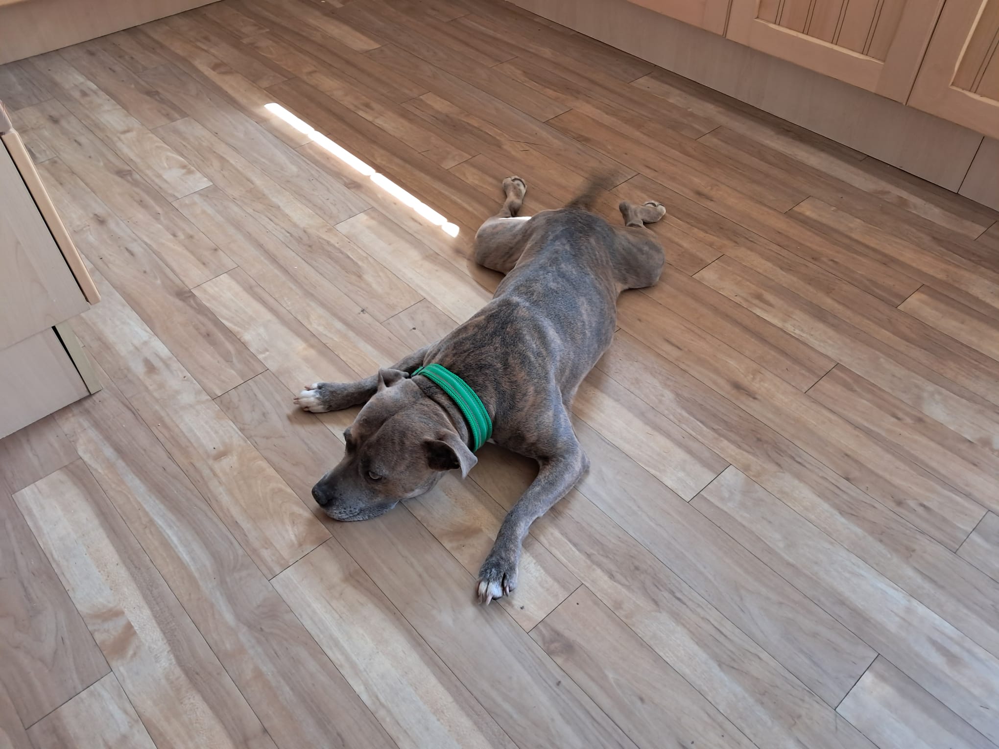 A brown and grey dog with a green collar lies flat on its stomach on a wooden floor in a kitchen, legs splayed out behind and in front.