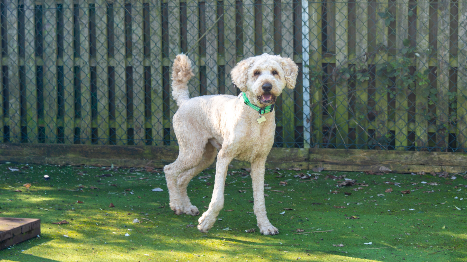 A light-coloured, curly-haired Paddy dog labradoodle wearing a green collar stands on grass near a wooden fence, looking towards the camera.
