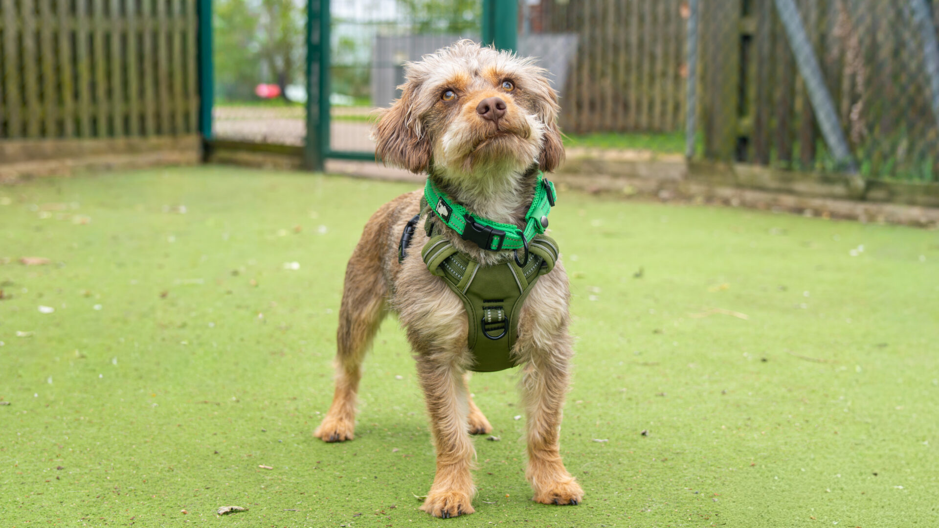 A small, scruffy dog wearing a green harness stands on green artificial grass in an enclosed outdoor area, looking up attentively. A metal fence and gate are visible in the background.