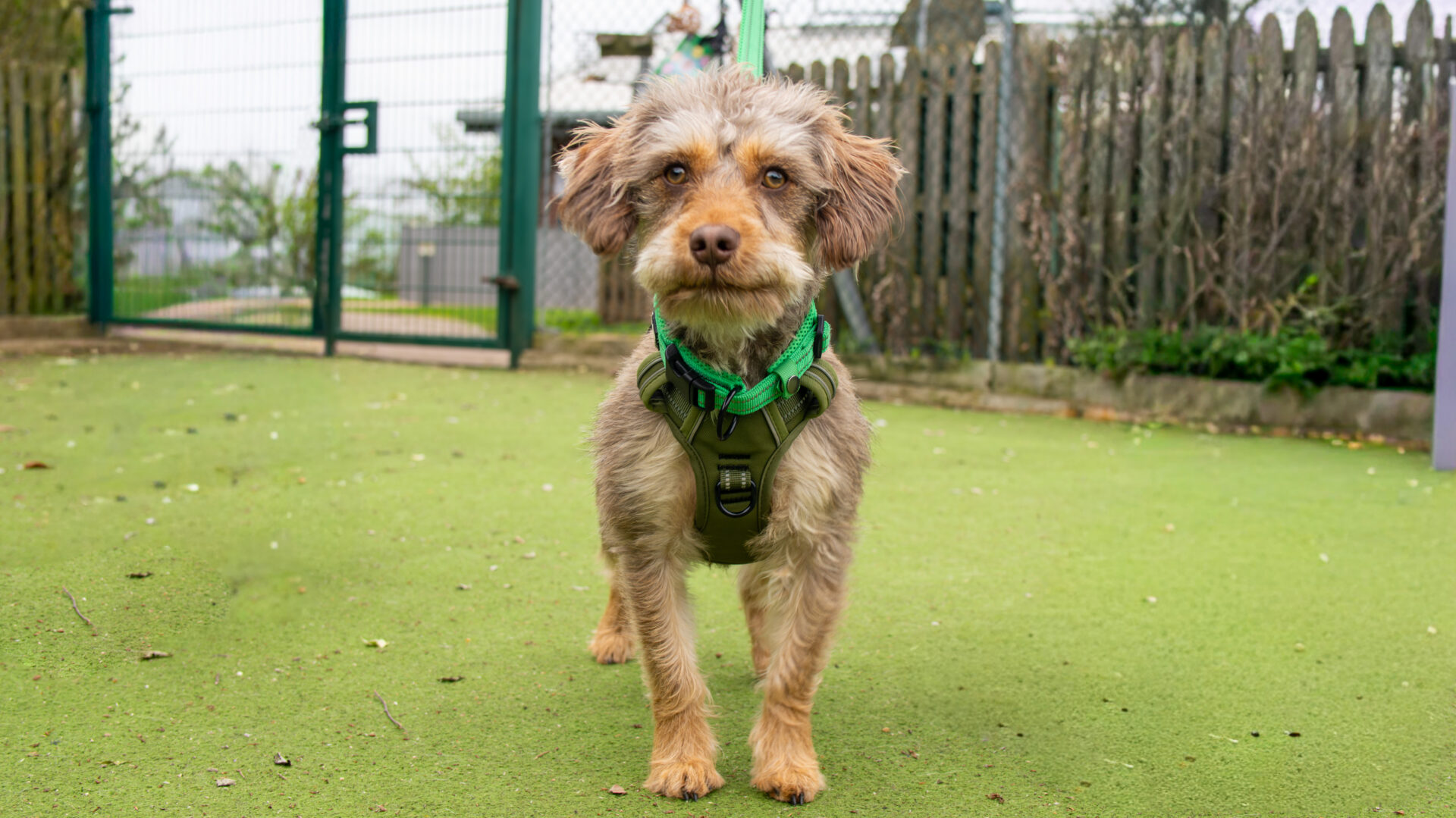 A small, brown, and curly-haired dog wearing a green harness stands on artificial grass in an outdoor area, with a fence and gate in the background.