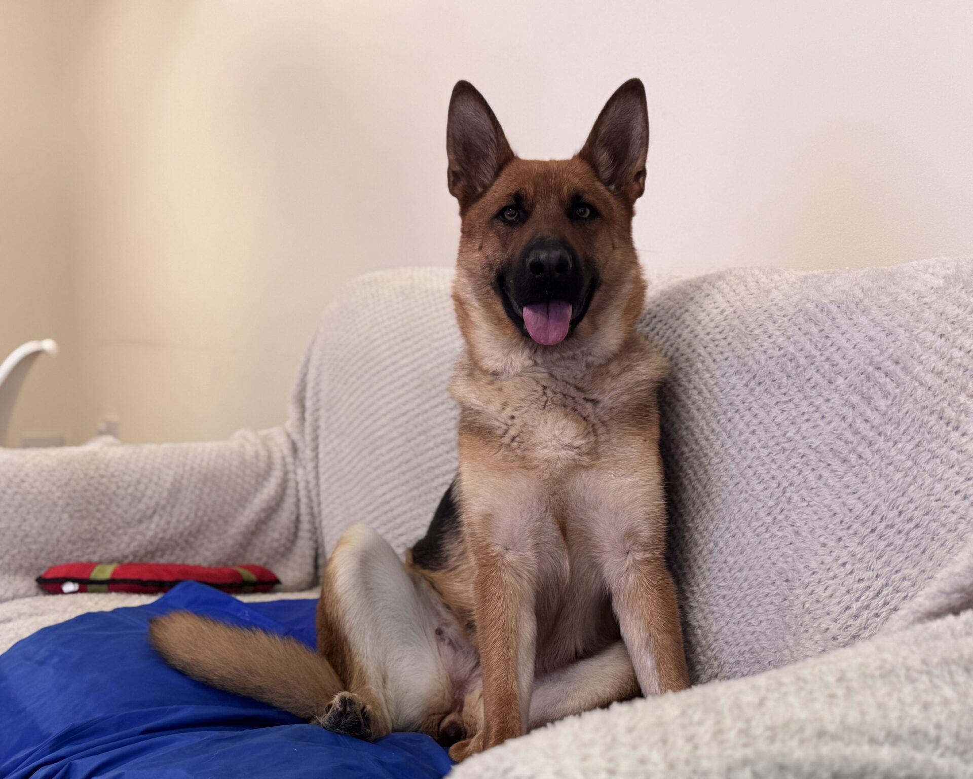 A German Shepherd cross dog sits upright on a white sofa with a blue blanket, looking at the camera with its tongue out and ears pricked up.