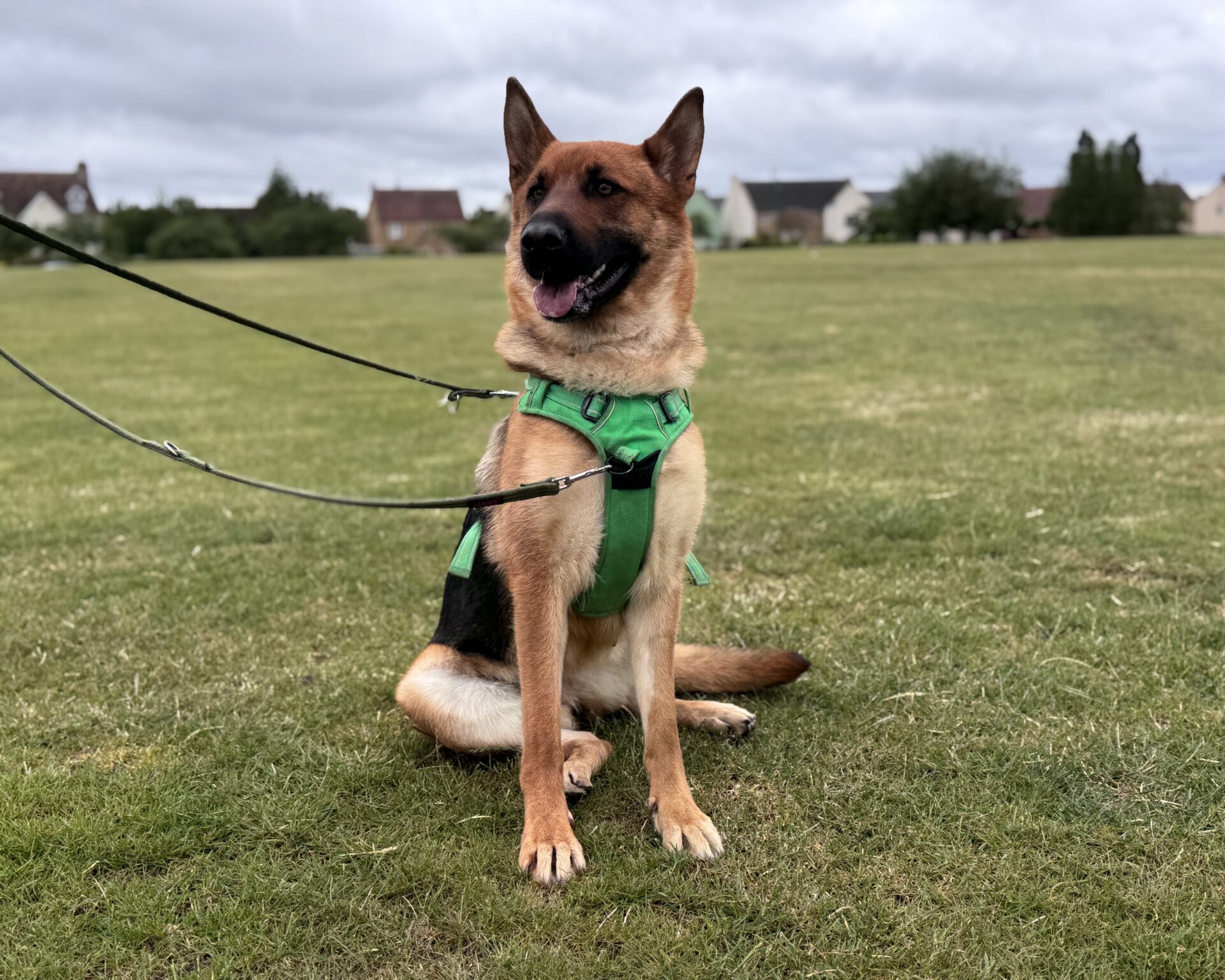 A German Shepherd wearing a green harness sits on grass, attached to a black lead. The dog looks alert and happy, with houses and trees in the blurred background under a cloudy sky.