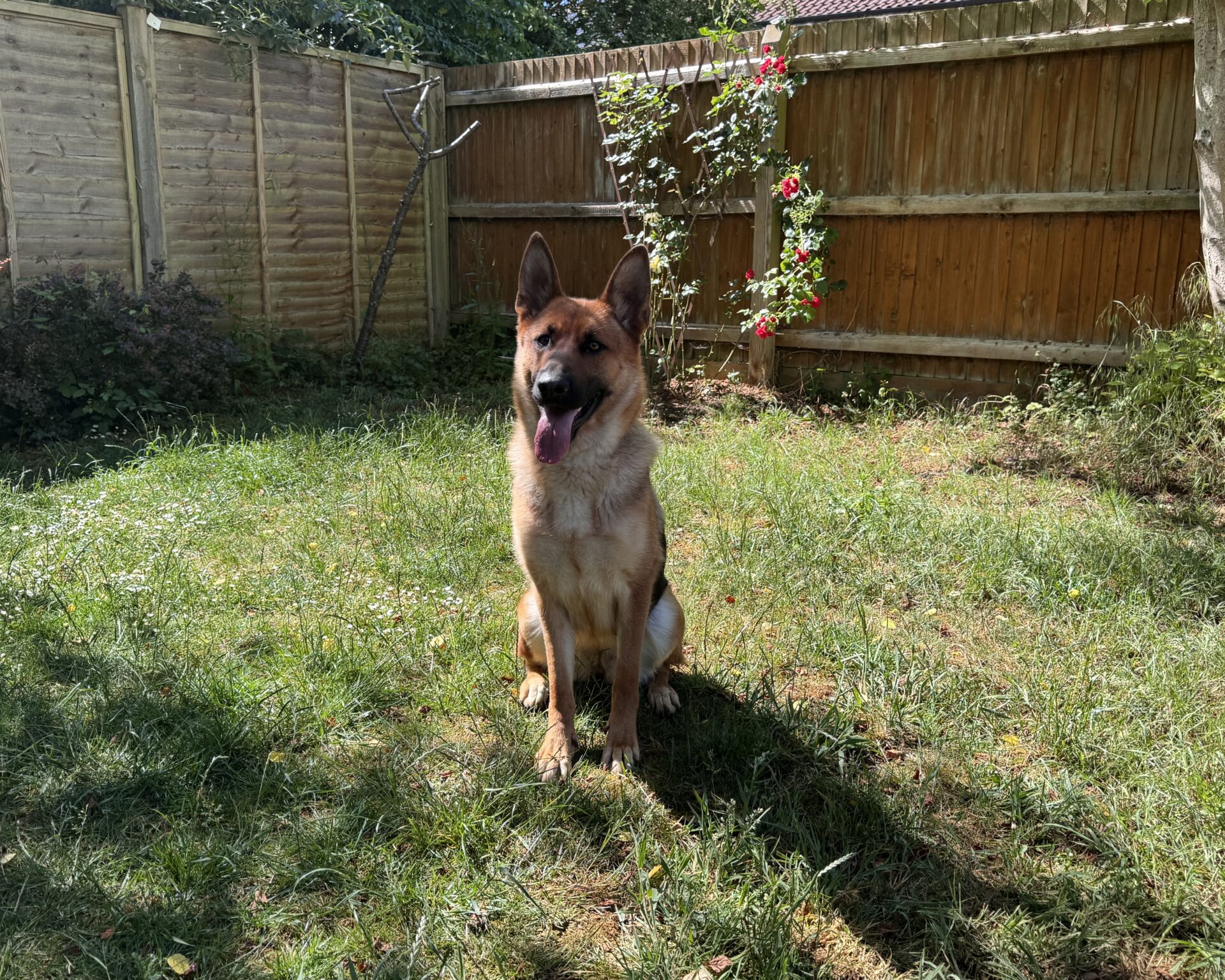A German Shepherd sits on green grass in a sunny garden, with wooden fences and blooming pink roses in the background.