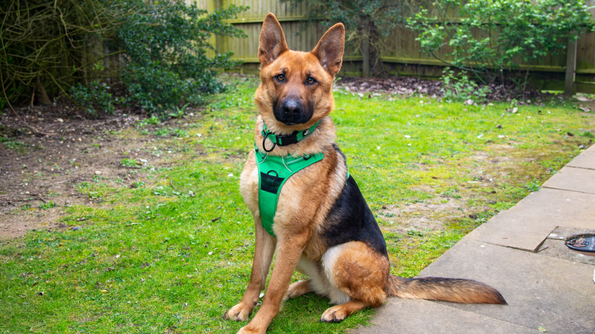 A German Shepherd wearing a green harness sits attentively on a grassy lawn next to a paved path, with bushes and a wooden fence in the background.