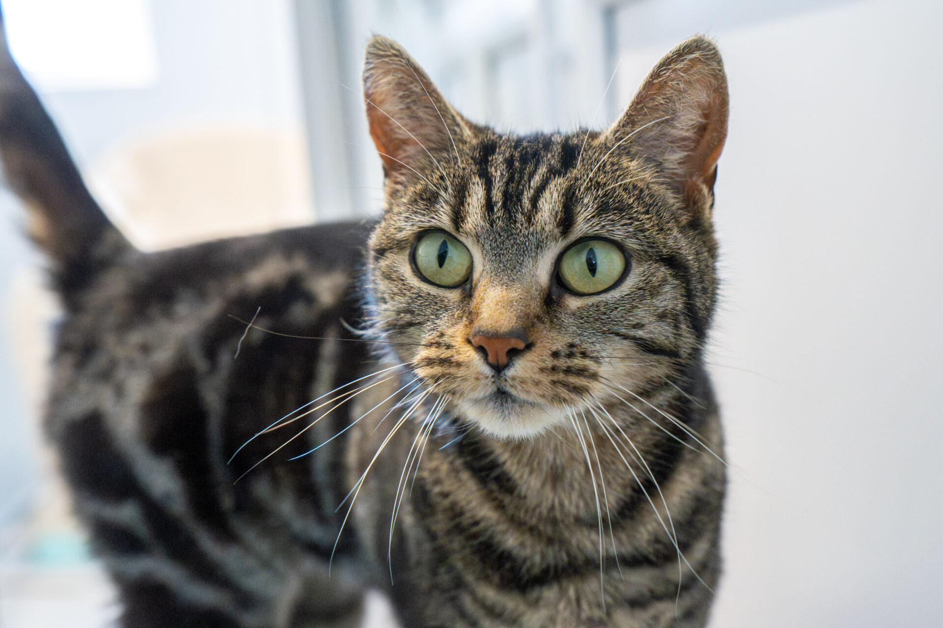 A close-up of a tabby cat with green eyes and prominent whiskers, standing indoors and looking slightly to the right. The background is softly blurred.