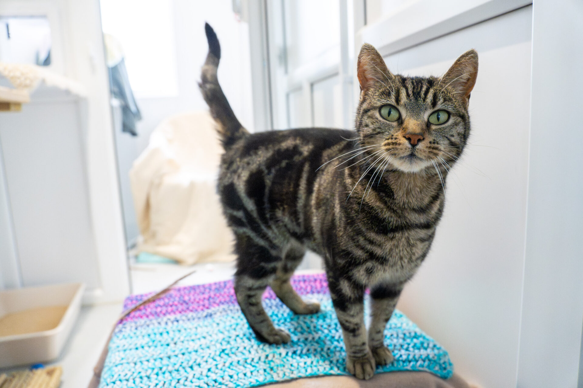 A tabby cat with green eyes stands on a blue and purple striped mat in a bright room, looking directly at the camera.