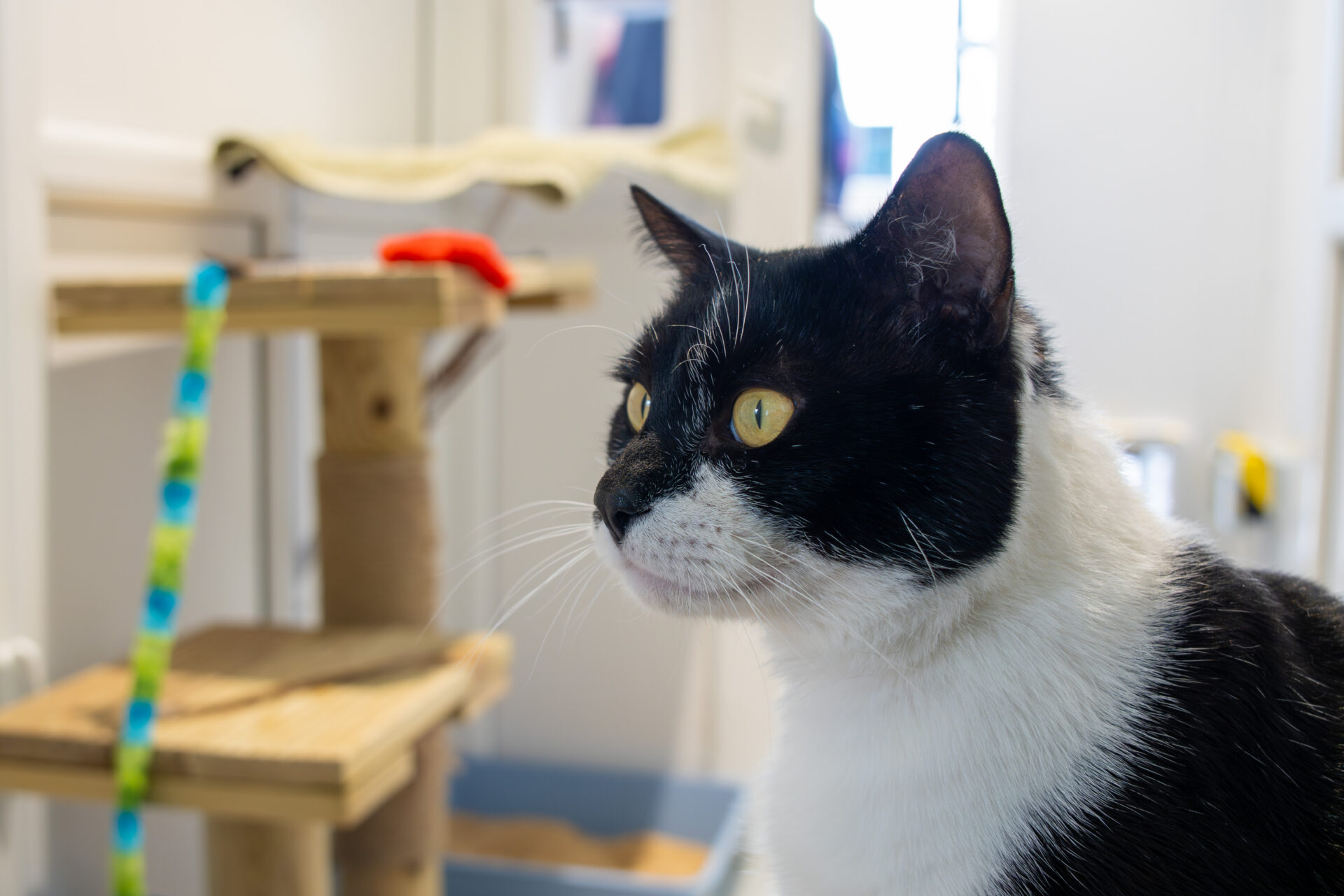 A black and white cat with yellow eyes sits indoors, looking to the right. In the background, there is a wooden cat tree with a colourful toy and a litter tray. The setting appears clean and well-lit.