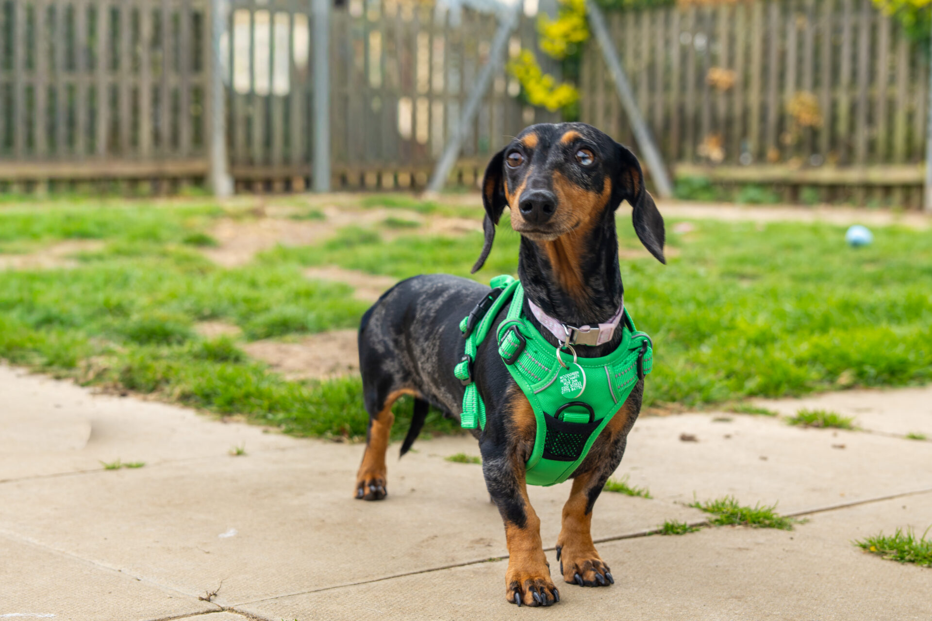 Lola, a black and tan dachshund wearing a bright green harness, stands on a paved patio with grass, in front of a wooden fence and a blurred background.