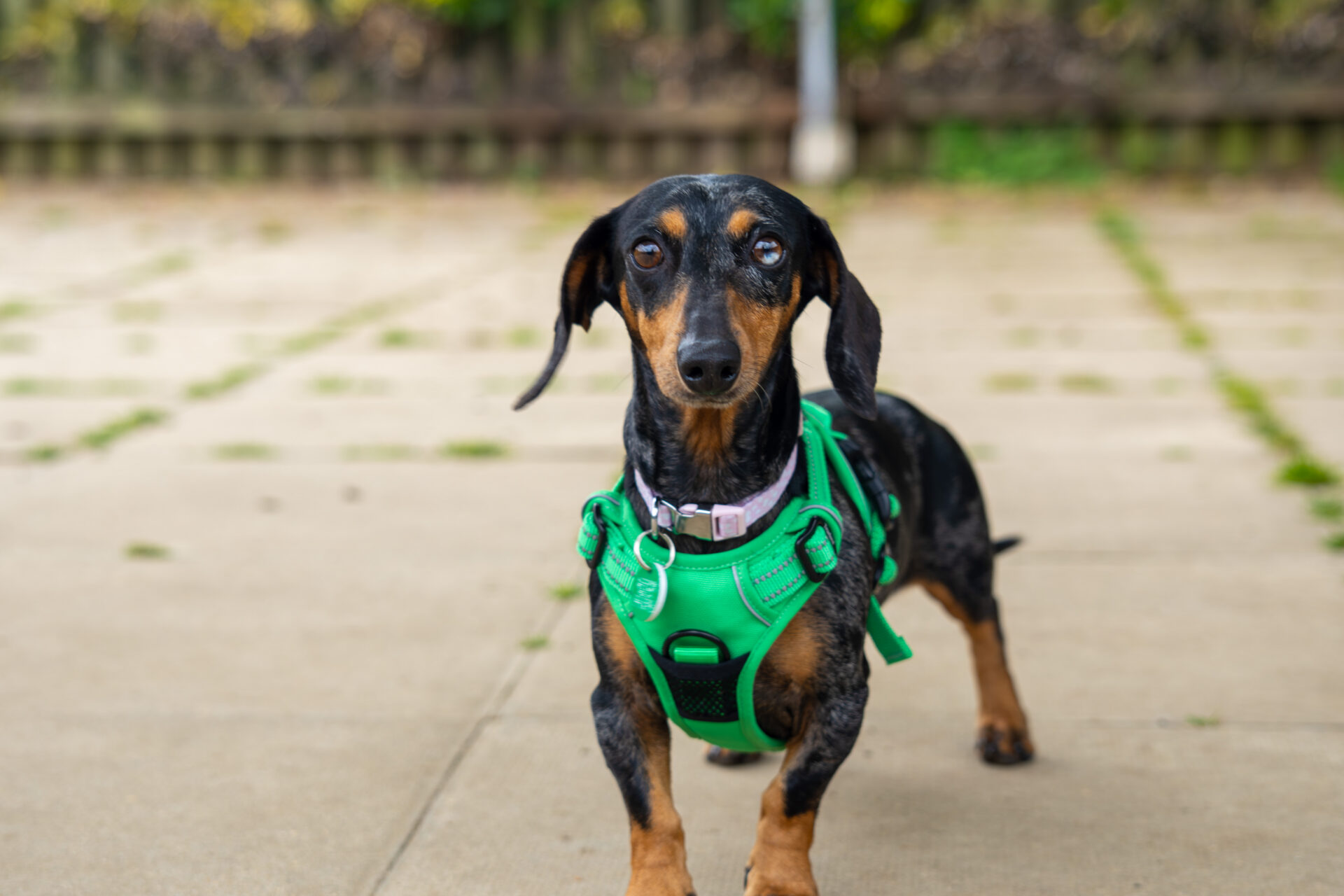 Lola, a black and tan Dachshund, wears a bright green harness as she stands on a paved surface outdoors, gazing towards the camera. The background is blurred with greenery and a wooden fence.