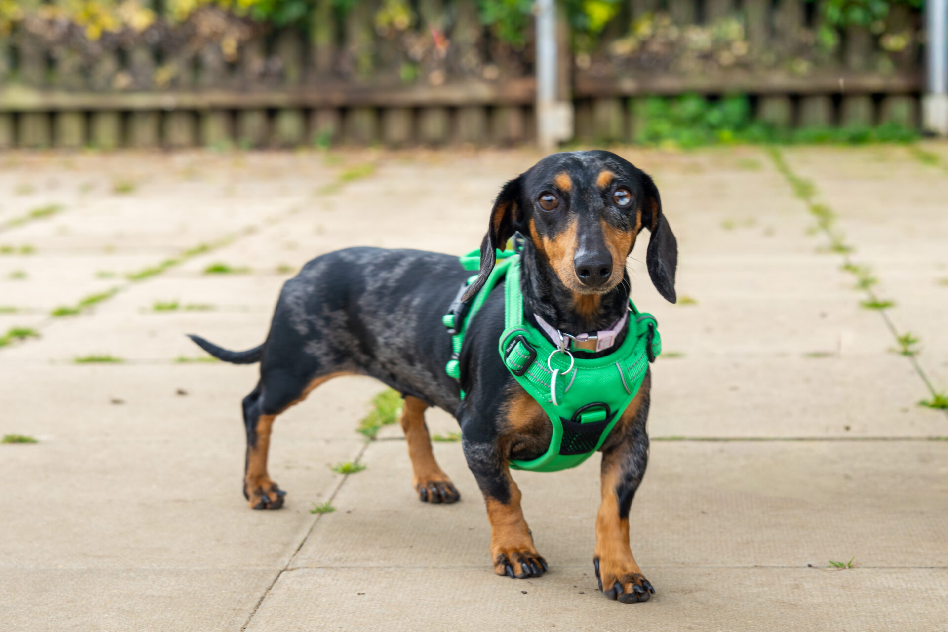 Lola, a black and tan Dachshund, stands on a paved patio in a bright green harness, looking at the camera. A wooden fence and lush greenery create a blurred backdrop.
