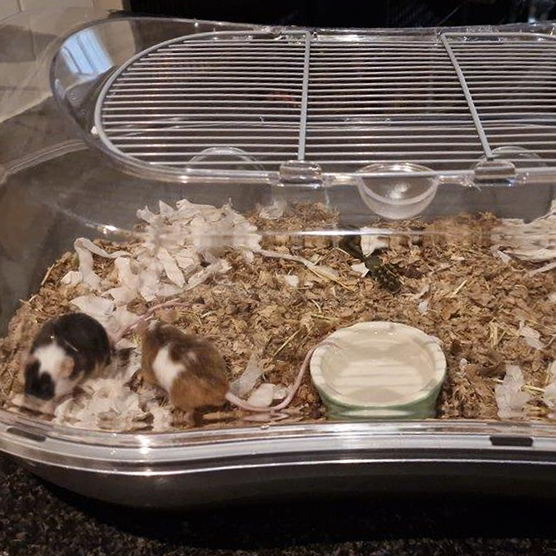 Two small mice with brown and white markings are inside a plastic enclosure with bedding, shredded paper, and a small water dish. The enclosure has a clear lid and metal bars on top.