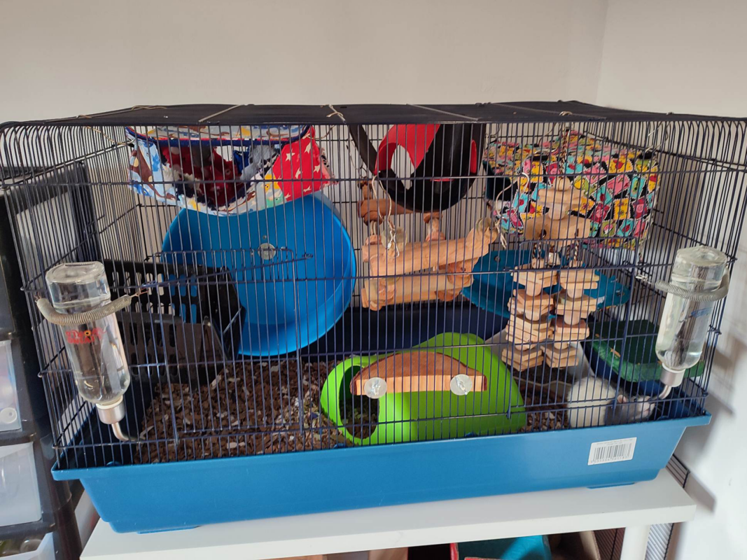 A large blue rat cage with two water bottles, a green plastic house, a blue exercise wheel, wooden climbing toys, and colourful hanging hammocks.