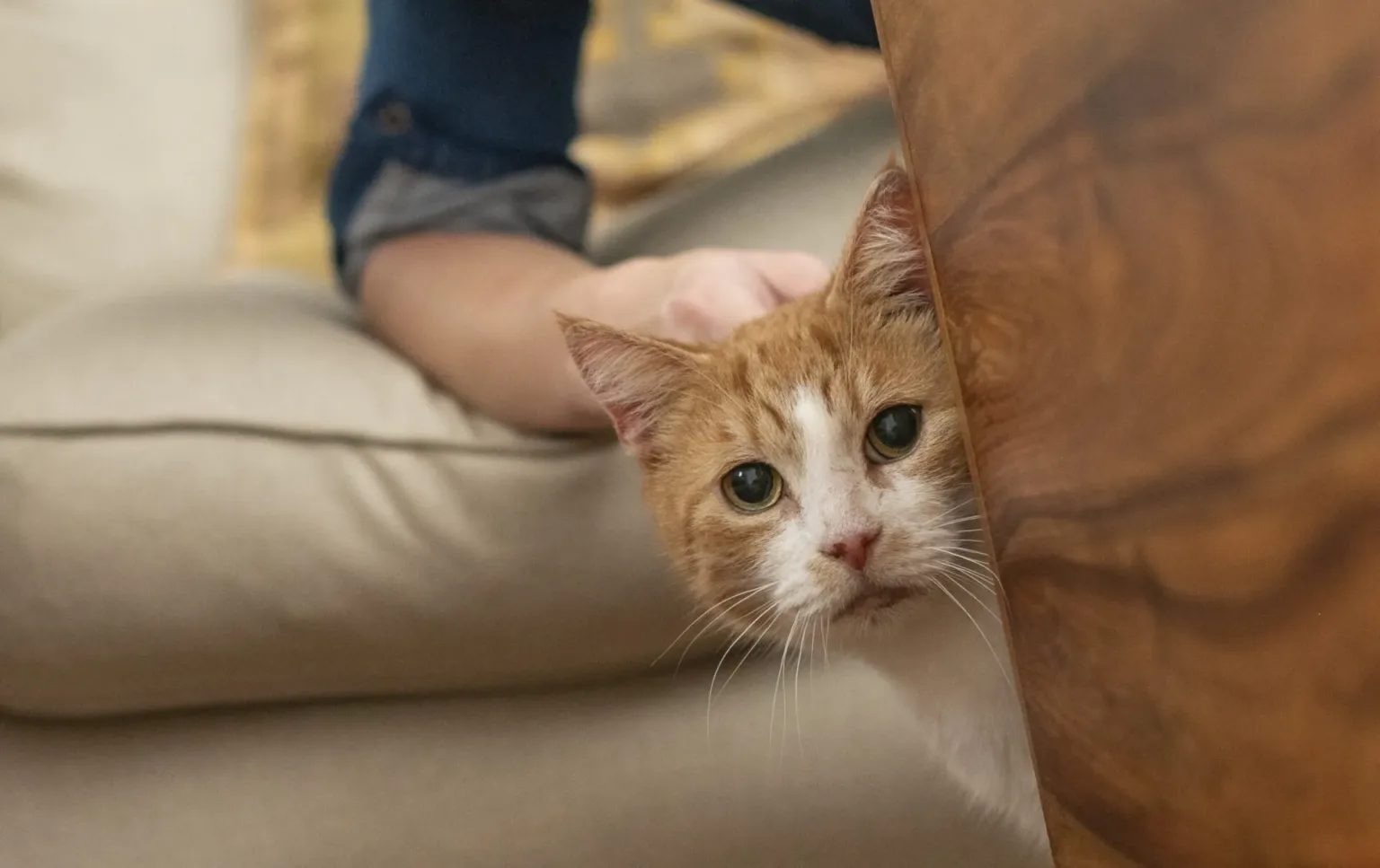 An orange and white cat peeks out from behind a wooden surface, with a person’s hand gently stroking its head. The cat looks curious and alert, sitting on a beige sofa.