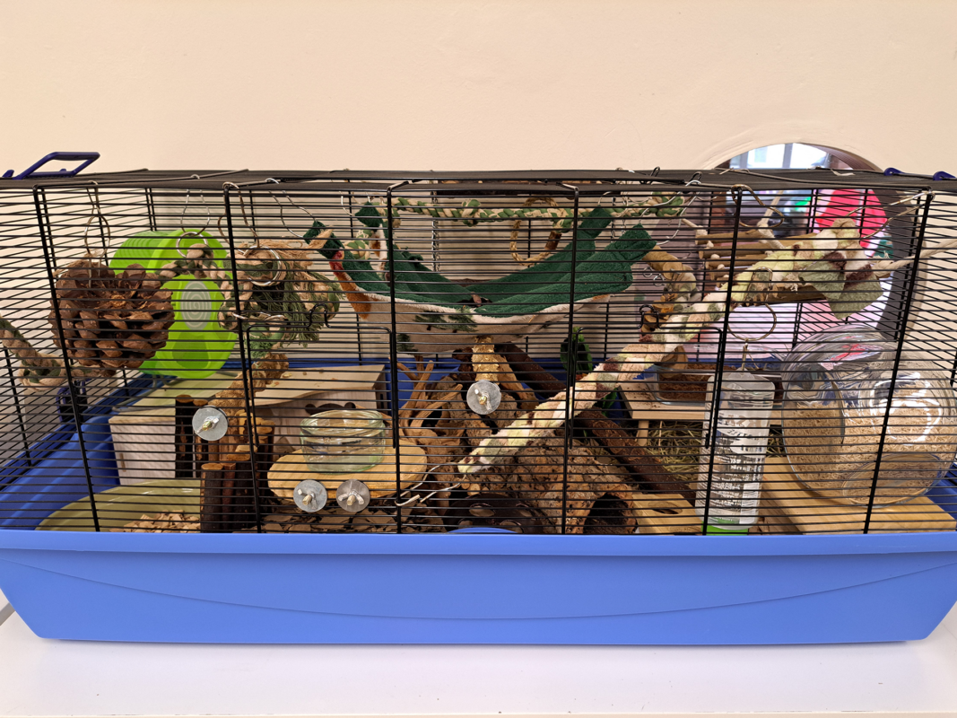 A blue and black wire small animal cage filled with various enrichment items like wooden sticks, tunnels, branches, a hammock, a water bottle, a food bowl, and a green exercise wheel, set against a plain wall.