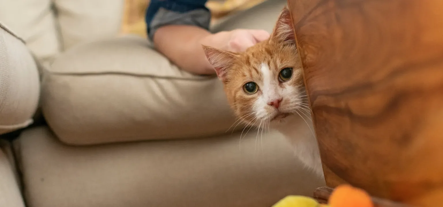 An orange and white cat peeks out from behind a wooden table whilst being gently stroked by a person sitting on a beige sofa.