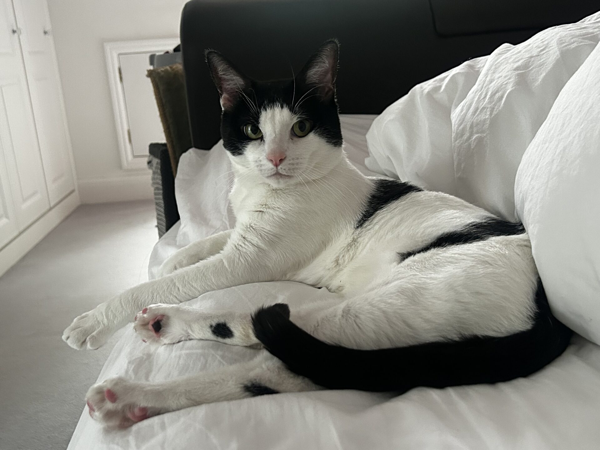 A black and white cat with upright ears is lying stretched out on a white bed, looking directly at the camera. The background shows a wardrobe and soft natural light.