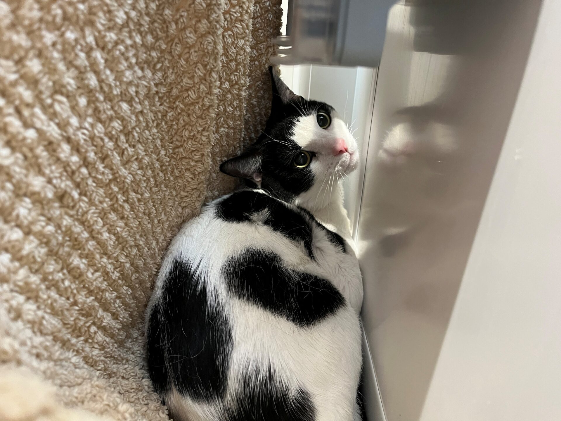 A black and white cat with green eyes is curled up in a small space between a beige textured surface and a white wall, looking up at the camera with its head tilted.