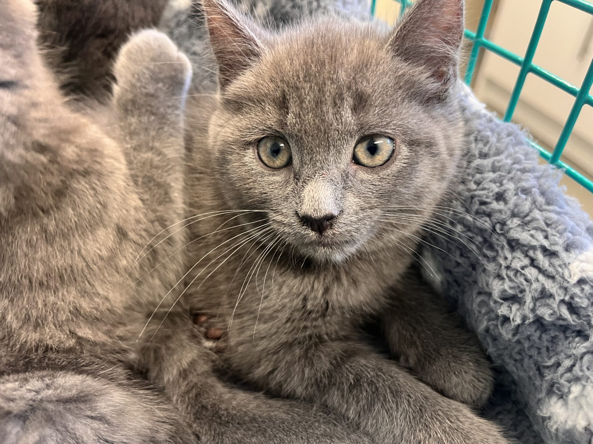 A grey kitten with yellow-green eyes sits on a soft, fluffy grey blanket, looking directly at the camera. Another grey kitten is partially visible beside it. A teal wire enclosure is in the background.