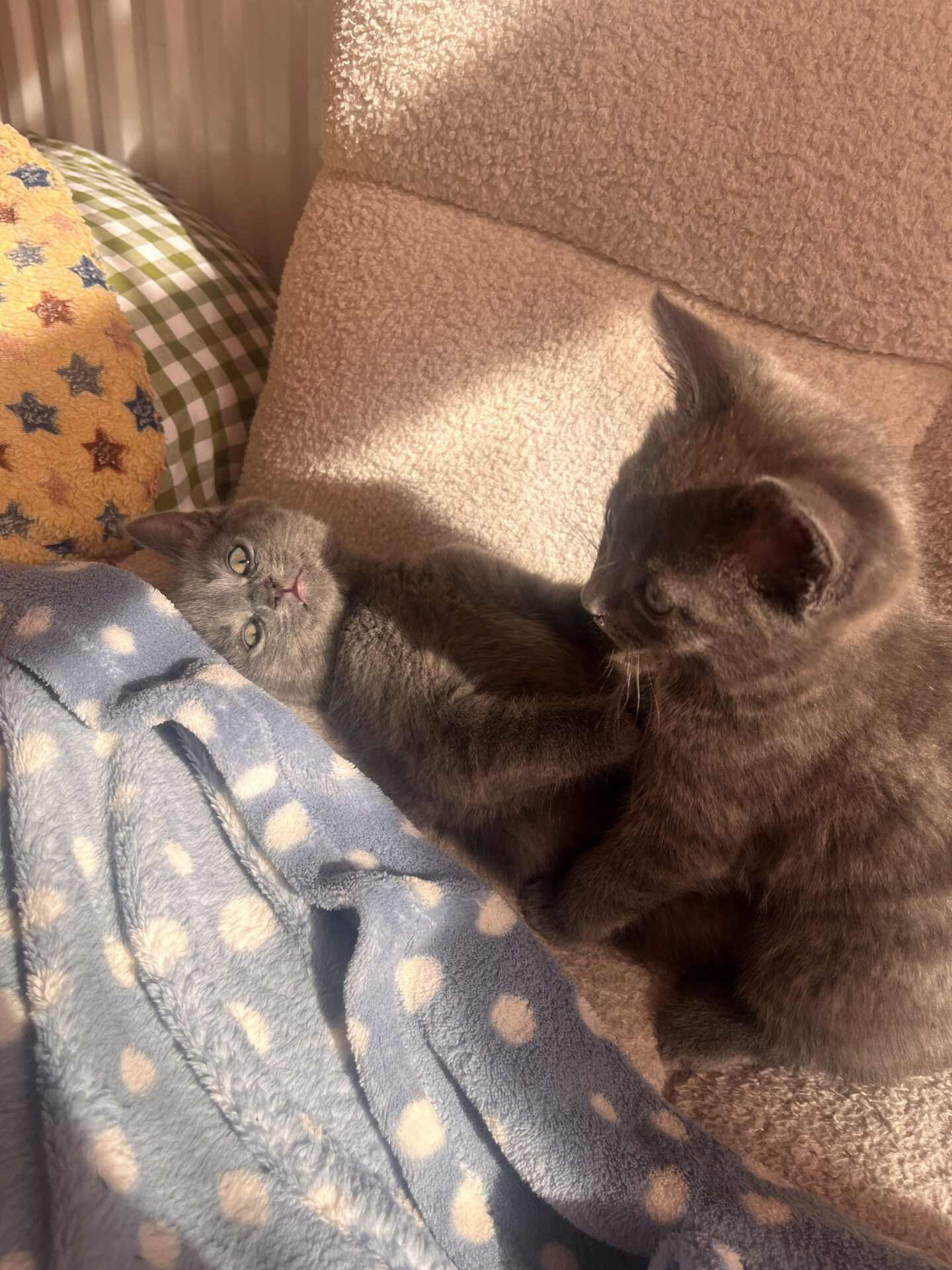 Two grey kittens are cuddling on a bed with a blue polka dot blanket. One kitten is lying on its back, looking up, while the other sits nearby. Sunlight shines on them, creating a warm, cosy atmosphere.