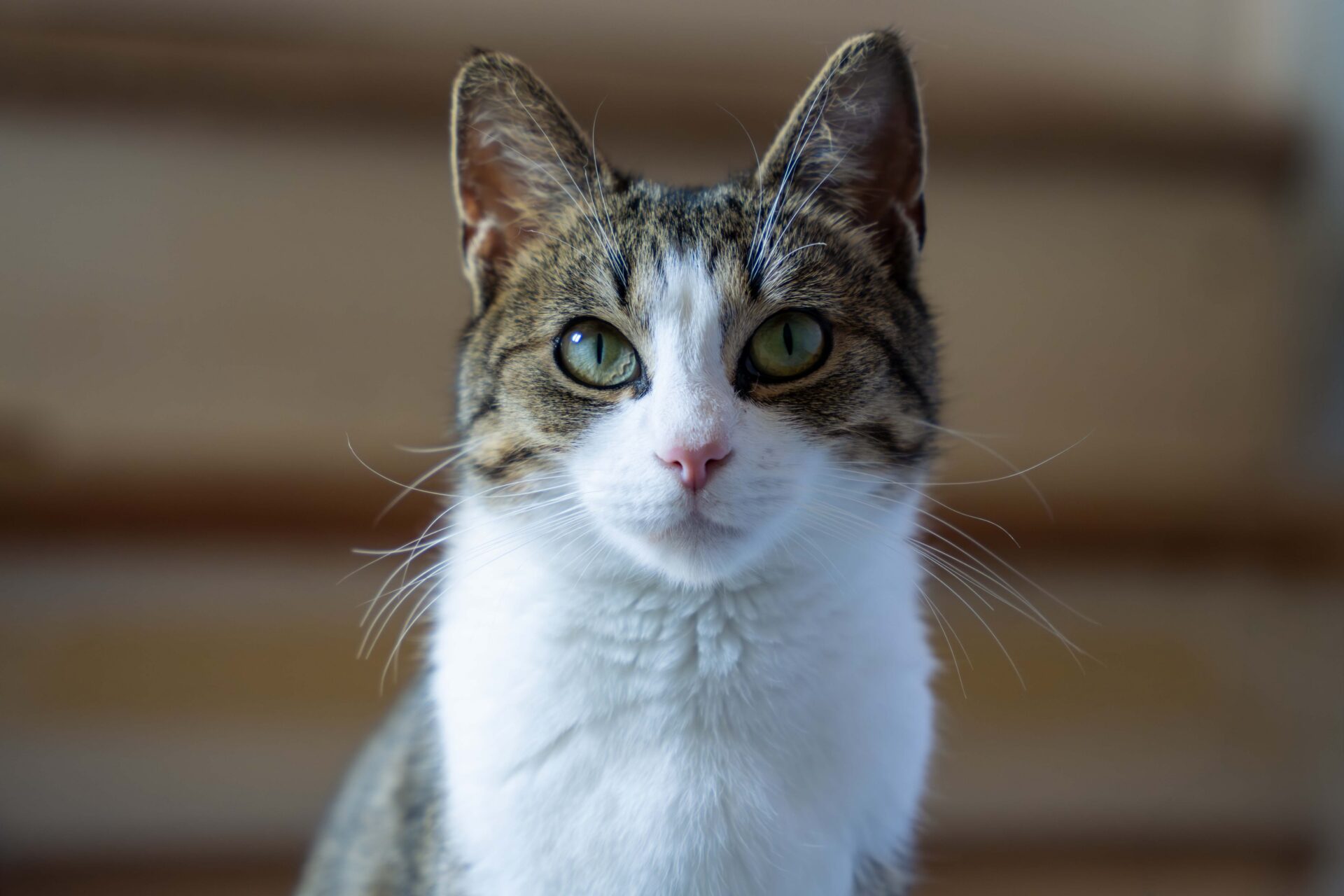 A close-up of a cat with green eyes, white fur on its face and chest, and brown and black markings, sitting indoors with a blurred background.
