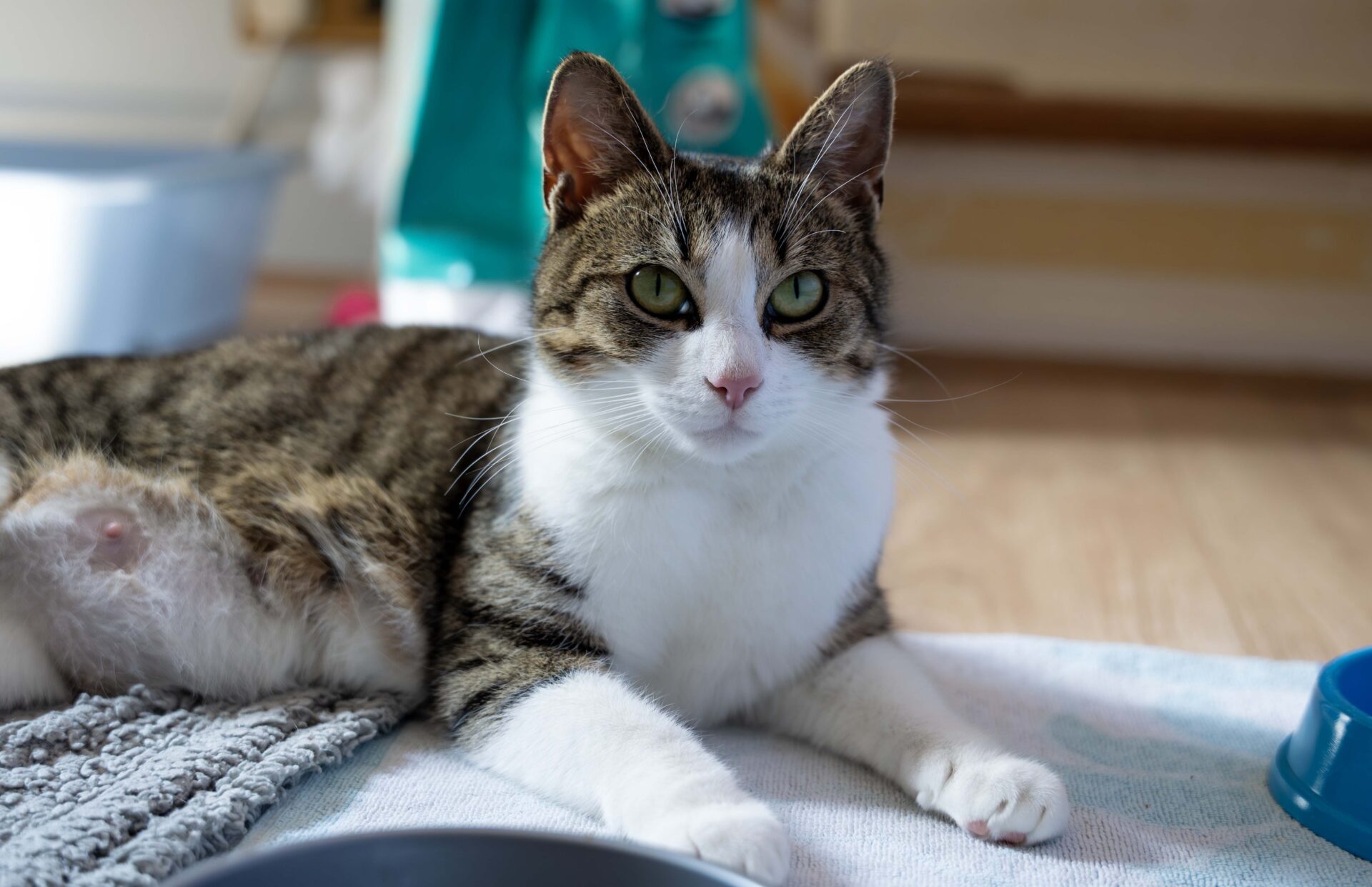 A tabby and white cat with green eyes lies on a blanket indoors, looking towards the camera. The background shows a teal object, a food bowl, and a litter tray.