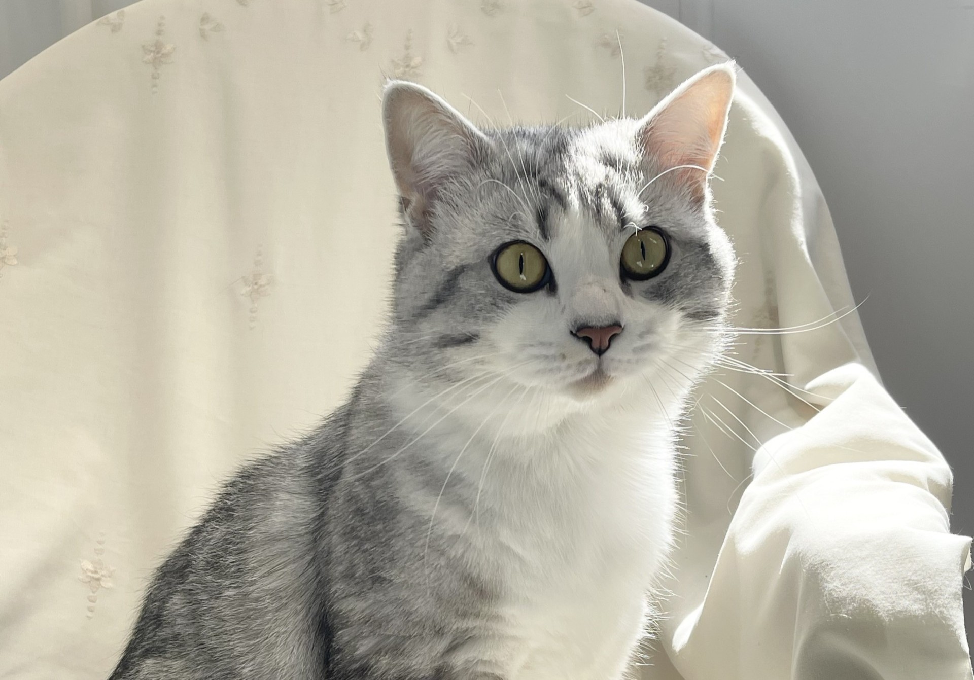 A grey and white tabby cat with greenish-yellow eyes sits on a light-coloured chair, illuminated by sunlight coming from the right side.